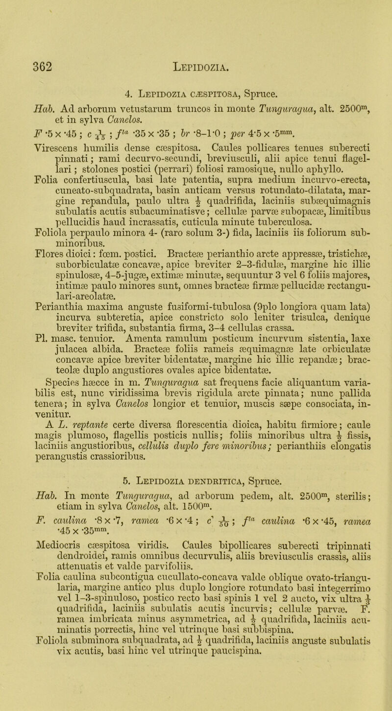 4. Lepidozia clespitosa, Spruce. Hah. Ad arborum vetustarum truncos in monte Tunguragua, alt. 2500m, et in sylva Canelos. F '5 x '45 ; c ^ ; fla '35 x *35 ; hr '8-1'0 ; per 4'5 x '5mm. Virescens hmnilis dense crespitosa. Caules pollicares tenues suberecti pinnati; rami decurvo-secundi, breviusculi, alii apice tenui flagel- lari ; stolones postici (perrari) foliosi ramosique, nullo apbyllo. Folia confertiuscula, basi late patentia, supra medium incurvo-erecta, cuneato-subquadrata, basin anticam versus rotundato-dilatata, mar- gine repandula, paulo ultra ^ cjuadrifida, laciniis subsequimagnis subulatis acutis subacuminatisve; cellulre parvre subopacse, limitibus pellucidis baud incrassatis, cuticula minute tuberculosa. Foliola perpaulo minora 4- (raro solum 3-) fida, laciniis iis foliorum sub- minoribus. Flores dioici: fccm. postici. Bractese perianthio arete appressre, tristichre, suborbiculatse concavro, apice breviter 2-3-fidulae, margine bic illic spinulosse, 4-5-jug8e, extimae min litre, sequuntur 3 vel 6 foliis majores, intimse paulo minores sunt, omnes bractese firmse pellucidse rectangu- lari-areolatae. Periantbia maxima anguste fusiformi-tubulosa (9plo longiora quam lata) incurva subteretia, apice constricto solo leniter trisulca, denique breviter trifida, substantia firma, 3-4 cellulas crassa. PI. masc. tenuior. Amenta ramulum posticum incurvum sistentia, laxe julacea albida. Bractese foliis rameis sequimagnse late orbiculatse concavre apice breviter bidentatse, margine bic illic repandse; brac- teolse duplo angustiores ovales apice bidentatse. Species brecce in m. Tunguragua sat frequens facie aliquantum varia- bilis est, nunc viridissima brevis rigidula arete pinnata; nunc pallida tenera; in sylva Canelos longior et tenuior, muscis ssepe consociata, in- venitur. A L. reptante certe diversa florescentia dioica, babitu firmiore; caule magis plumoso, flagellis posticis nullis; foliis minoribus ultra ^ fissis, laciniis angustioribus, cellulis cluplo fere minoribus; periantbiis elongatis perangustis crassioribus. 5. Lepidozia dendritica, Spruce. Hah. In monte Tunguragua, ad arborum pedem, alt. 2500m, sterilis; etiam in sylva Canelos, alt. 1500m. F. caulina '8 x *7, ramea '6 x '4 ; c ; fa caulina '6 x '45, ramea '45 x -35mm. Mediocris crespitosa viridis. Caules bipollicares suberecti tripinnati dendroidei, ramis omnibus decurvulis, aliis breviusculis crassis, aliis attenuatis et valde parvifoliis. Folia caulina subcontigua cucullato-concava valde oblique ovato-triangu- laria, margine antico plus duplo longiore rotundato basi integerrimo vel 1-3-spinuloso, postico recto basi spinis 1 vel 2 aucto, vix ultra -} quadrifida, laciniis subulatis acutis incurvis; cellulre parvre. F. ramea imbricata minus asymmetrica, ad b quadrifida, lacmiis acu- minatis porrectis, bine vel utrinque basi subbispina. Foliola subminora subquadrata, ad \ quadrifida, laciniis anguste subulatis vix acutis, basi bine vel utrinque paucispina.