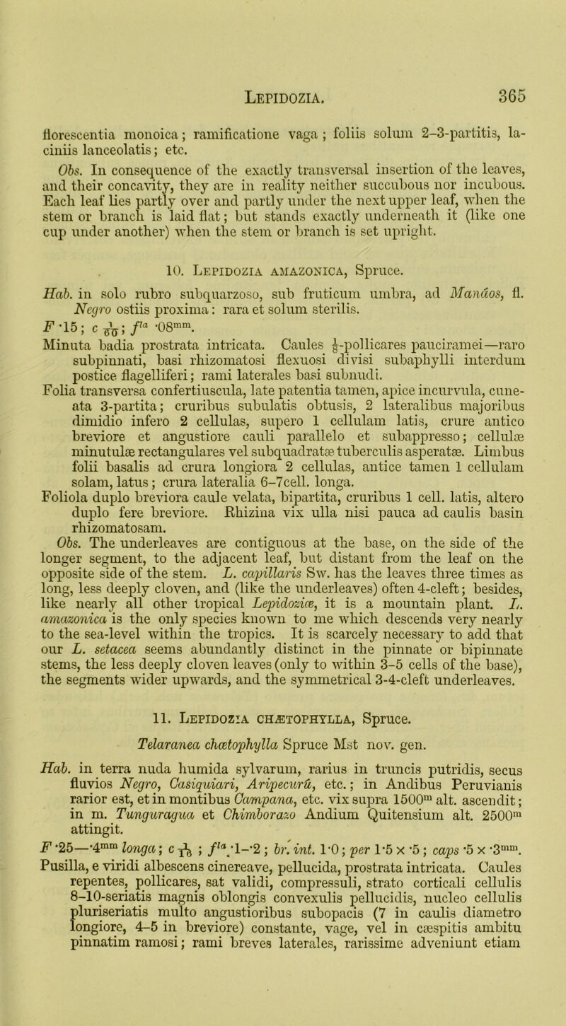 fiorescentia monoica; ramificatione vaga ; foliis solum 2-3-partitis, la- ciniis lanceolatis; etc. Obs. In consequence of the exactly transversal insertion of the leaves, and their concavity, they are in reality neither succubous nor incubous. Each leaf lies partly over and partly under the next upper leaf, when the stem or branch is laid fiat; but stands exactly underneath it (like one cup under another) when the stem or branch is set upright. 10. Lepidozia amazonica, Spruce. Hah. in solo rubro subquarzoso, sub fruticum umbra, ad Mandos, fl. Negro ostiis proxima: rara et solum sterilis. F ' 15; c 3^; fIa f08mm. Minuta badia prostrata intricata. Caules ^-pollicares pauciramei—raro subpinnati, basi rhizomatosi flexuosi divisi subaphylli interdum postice flagelliferi; rami laterales basi subnudi. Folia transversa confertiuscula, late patentia tamen, apice incurvula, cune- ata 3-partita; cruribus subulatis obtusis, 2 lateralibus majoribus dimidio infero 2 cellulas, supero 1 cellulam latis, crure antico breviore et angustiore cauli parallelo et subappresso; cellulas minutulae rectangulares vel subquadratse tuberculis asperatae. Limbus folii basalis ad crura longiora 2 cellulas, antice tamen 1 cellulam solam, latus; crura lateralia 6-7cell. longa. Foliola duplo breviora caule velata, bipartita, cruribus 1 cell, latis, altero duplo fere breviore. Fhizina vix ulla nisi pauca ad caulis basin rhizomatosam. Obs. The underleaves are contiguous at the base, on the side of the longer segment, to the adjacent leaf, but distant from the leaf on the opposite side of the stem. L. capillaris Sw. has the leaves three times as long, less deeply cloven, and (like the underleaves) often 4-cleft; besides, like nearly all other tropical Lepidozice, it is a mountain plant. L. amazonica is the only species known to me which descends very nearly to the sea-level within the tropics. It is scarcely necessary to add that our L. setacea seems abundantly distinct in the pinnate or bipinnate stems, the less deeply cloven leaves (only to within 3-5 cells of the base), the segments wider upwards, and the symmetrical 3-4-cleft underleaves. 11. Lepidozia chastophylla, Spruce. Telaraneci chcetophylla Spruce Mst nov. gen. Hah. in terra nuda humida sylvarum, rarius in truncis putridis, secus fluvios Negro, Casiquiari, Aripecurd, etc.; in Andibus Peruvianis rarior est, etinmontibus Campana, etc. vix supra 1500m alt. ascendit; in m. Tunguragua et Chimborazo Andium Quitensium alt. 2500m attingit. F *25—*4mm longa; c ^ ; flaA- 2 ; br. int. TO; per 1'5 x *5; caps *5 x *3mm. Pusilla, e viridi albescens cinereave, pellucida, prostrata intricata. Caules repentes, pollicares, sat validi, compressuli, strato corticali cellulis 8-10-seriatis magnis oblongis convexulis pellucidis, nucleo cellulis phiriseriatis multo angustioribus subopacis (7 in caulis diametro longiore, 4-5 in breviore) constante, vage, vel in coespitis ambitu pinnatim ramosi; rami breves laterales, rarissime adveniunt etiam