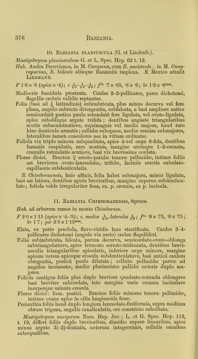 10. Bazzania planiuscula (G. et Lindenb.). Mastigobryum planiuscidum G. et L. Spec. Hep. 63 t. 12. Hab. Andes Peruvianos, in M. Campana, cum B. ancistrode; in M. Guay- rapurina, B. bidente aliiscjue Bazzaniis implexa. E Mexico attulit Liebmann. F 1-8 x *8 (apice x *4); c ^; fa *7 x •65, *6 x '6; br 1'3 x -G111 111. Mediocris fuscidula prostrata. Caules 2-3-pollicares, parce dichotomi, flagellis crebris validis reptantes. Folia (basi ad ^ latitudinis) subinibricata, plus minus decurva vel fere plana, angulo subrecto divergentia, subfalcata, a basi ampliore antice semicordata postice paulo rotundata fere ligulata, vel ovato-ligulata, apice subobliquo argute trifida ; dentibus anguste triangularibus acutis subacuminatisve, aequimagnis vel medio majore, haud raro hinc denticulo armatis; cellulae subopacae, mediae sensim submajores, lateralibus tamen concolores nec in vittam ordinatae. Foliola vix triplo minora subquadrata, apice 4-vel saepe 6-fida, dentibus hamatis cuspidatis, raro muticis, margine utrinque 1-2-crenata, crenulis rotundatis acutisve, basi vix brevissime cordata. Flores dioici. Bracteae $ erecto-patulae tenerae pellucidae, intimae foliis sat breviores ovato-lanceolatae, trifidae, laciniis erectis subulato- capillaceis subdenticulatis. B. Chimborazensis, huic affinis, folia habet submajora, minus ligulata, basi sat latiora, dentibus apicis brevioribus, margine superne subdenticu- lato; foliola valde irregulariter fissa, ex. p. crenata, ex p. incisula. 11. Bazzania Chimborazensis, Spruce. Hab. ad arborum ramos in monte Chimborazo. F 2-0 x 1*15 (apice x ’4:-’5); c. medice latencies ; fla ’9 x *75, *8 x *75; br 1*7; per 35 x l'15mm. Elata, ex parte pendula, flavo-viridis laxe stratificata. Caules 3-4- pollicares dichotomi (angulo vix recto) crebre flagelliferi. Folia subimbricata, falcata, parum decurva, semicordato-ovato-oblonga subtriangulariave, apice truncato serrato-tridentata, dentibus brevi- usculis triangularibus apiculatis, inferiore ssepe minore, margine apicem versus apiceque erosula subdenticulatave, basi antica caulem obtegentia, posticS, paulo dilatata; cellulse pellucidae parvae ad angulos incrassatae, mediae pluriseriatae pallidae caeteris duplo ma- jores. Foliola contigua foliis plus duplo breviora quadrato-rotunda oblongave basi breviter subcordata, toto margine varie crenata incisulave insuperque minute erosula. Flores dioici: fcem. postici. Bracteae foliis minores tenerae pellucidae, intimae ovatae apice in cilia longiuscula fissae. Perianthia foliis haud duplo longiora lanceolato-fusiformia, supra medium obtuse trigona, angulis canaliculatis, ore constricto subciliato. Mastiyobryum uncigerum Nees. Hep. Jav.; L. et G. Spec. Hep. 112, t. 19, differt foliis duplo brevioribus, dimidio supero linearibus, apice minus argute 3(-2)-dentatis, caeterum integerrimis, cellulis omnibus subaequalibus.