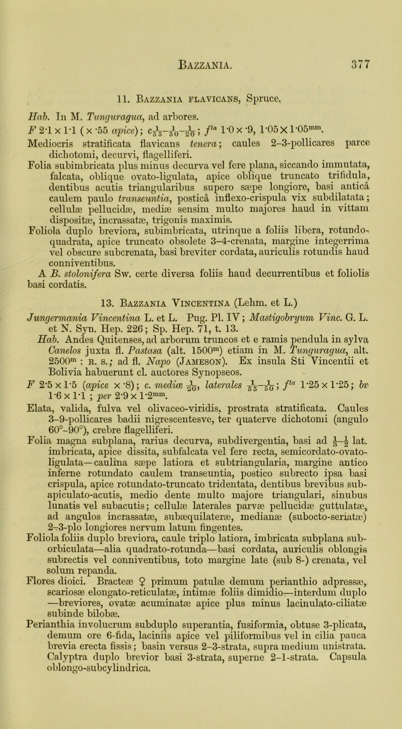 11. Bazzania flavicans, Spruce, Hab. In M. Tunguragua, ad arbores. F 2-1 x 1*1 (x -55 apice); ; fla 1*0 x *9, 1*05 X POS1™1. Mediocris stratificata flavicans tenera; caules 2-3-pollicares parce dicliotomi, decurvi, flagelliferi. Folia subimbricata plus minus decurva vel fere plana, siccando immutata, falcata, oblique ovato-ligulata, apice oblique truncato trifidula, dentibus acutis triangularibus supero ssepe longiore, basi antica caulem paulo transeuntia, postica inflexo-crispula vix subdilatata; cellulae pellucidae, mediae sensim multo majores baud in vittam dispositae, incrassatae, trigonis maximis. Foliola duplo breviora, subimbricata, utrinque a foliis libera, rotundo-. quadrata, apice truncato obsolete 3-4-crenata, margine integerrima vel obscure subcrenata, basi breviter cordata, auriculis rotundis haud conniventibus. A B. stolonifera Sw. certe diversa foliis haud decurrentibus et foliolis basi cordatis. 13. Bazzania Vincentina (Lehm. et L.) Jungermania Vincentina L. et L. Pug. PL IY; Mastigobryum Vine. G. L. et N. Syn. Hep. 226; Sp. Hep. 71, t. 13. Hab. Andes Quitenses, ad arborum truncos et e ramis pendula in sylva Canelos juxta fl. Pastasa (alt. 1500m) etiam in M. Tunguragua, alt. 2500m : r. s.; ad fl. Napo (Jameson). Ex insula Sti Yincentii et Bolivia habuerunt cl. auctores Synopseos. F 2-5xl'5 (apice x*8); c. medics literates sV'sV* fla l’25xl‘25; br 1*6 x 1-1 ; per 2‘9 x l-2mm. Elata, valida, fulva vel olivaceo-viridis, prostrata stratificata. Caules 3-9-pollicares badii nigrescentesve, ter quaterve dichotomi (angulo 60°-90°), crebre flagelliferi. Folia magna subplana, rarius decurva, subdivergentia, basi ad lat. imbricata, apice dissita, subfalcata vel fere recta, semicordato-ovato- ligulata—caulina saepe latiora et subtriangularia, margine antico inferne rotundato caulem transeuntia, postico subrecto ipsa basi crispula, apice rotundato-truncato tridentata, dentibus brevibus sub- apiculato-acutis, medio dente multo majore triangulari, sinubus lunatis vel subacutis; cellulse laterales parvse pellucidae guttulatae, ad angulos incrassatae, subaequilaterae, medianae (subocto-seriatae) 2-3-plo longiores nervum latum fingentes. Foliola foliis duplo breviora, caule triplo latiora, imbricata subplana sub- orbiculata—alia quadrato-rotunda—basi cordata, auriculis oblongis subrectis vel conniventibus, toto margine late (sub 8-) crenata, vel solum repanda. Flores dioici. Bracteae 9 primum patulae demum perianthio adpressae, scariosae elongato-reticulatae, intimae foliis dimidio—interdum duplo —breviores, ovatae acuminatae apice plus minus lacinulato-ciliatae subinde bilobae. Perianthia involucrum subduplo superantia, fusiformia, obtuse 3-plicata, demum ore 6-fida, laciniis apice vel piliformibus vel in cilia pauca brevia erecta fissis; basin versus 2-3-strata, supra medium unistrata. Calyptra duplo brevior basi 3-strata, superne 2-1-strata. Capsula oblongo-subcylindrica.