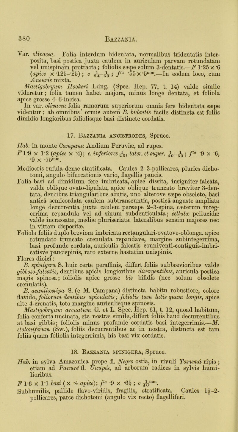 Var. olivaceci. Folia interdum bidentata, normalibus tridentatis inter- posita, basi postica juxta caulem in anriculam parvam rotundatam vel unispinam protracta; foliolis saepe solum 3-dentatis.—F F25 x *6 {apice x *125-25); c 5 f,a '55 x *5mm.—In eodem loco, cum Aneuris mixta. Mastigobryum Hoolceri Ldng. (Spec. Hep. 77, t. 14) valde simile videretur; folia tamen habet majora, minus longe dentata, et foliola apice grosse 4- 6-incisa. In var. olivacea folia ramorum superiorum omnia fere bidentata saepe videntur ; ab omnibus ‘ ormis autem B. bidentis facile distincta est foliis dimidio longioribus foliolisque basi distincte cordatis. 17. Bazzania ancistrodes, Spruce. Hob. in monte Campana Andium Peruviae, ad rupes. Fl’9 x 1*2 {apice x *4); c. inferiores-f-5, later, et super, fla '9 x *6, •9 x -75mm. Mediocris rufula dense stratificata. Caules 2-3-pollicares, pluries dicho- tomi, angulo bifurcationis vario, flagellis paucis. Folia basi ad dimidium fere imbricata, apice dissita, insigniter falcata, valde oblique ovato-ligulata, apice oblique truncato breviter 3-den- tata, den ti bus triangularibus acutis, uno alterove saepe obsoleto, basi antica semicordata caulem subtranseuntia, postica anguste ampliata longe decurrentia juxta caulem persaepe 2-3-spina, caeterum integ- errima repandula vel ad sinum subdenticulata; cellulce pellucidae valde incrassatae, mediae pluriseriatae lateralibus sensim majores nec in vittam dispositae. Foliola foliis duplo breviora imbricata rectangulari-ovatove-oblonga. apice rotundato truncato crenulata repandave, margine subintegerrima, basi profunde cordata, auriculis falcatis conniventi-contiguis-imbri- catisve paucispinis, raro externe hastatim unispinis. Flores dioici: B. spinigera S. huic certe peraffinis, differt foliis subbrevioribus valde gibboso-falcatis, dentibus apicis longioribus divergentibus, auricula postica magis spinosa; foliolis apice grosse bis bifidis (nec solum obsolete crenulatis). B. acantliostipa S. (e M. Campana) distincta habitu robustiore, colore flavido, foliorum dentibus apicukitis; foliolis tam latis quam longis, apice alte 4-crenatis, toto margine auriculisque spinosis. Mastigobryum arcuatum G. et L. Spec. Hep. 61, t. 12, quoad habitum, folia conferta uncinata, etc. nostrse simile, differt foliis haud decurrentibus at basi gibbis; foliolis minus profunde cordatis basi integerrimis.—M. stoloniferum (Sw.), foliis decurrentibus ac in nostra, distincta est tam foliis quam foliolis integerrimis, bis basi vix cordatis. 18. Bazzania spinigera, Spruce. Iiab. in sylva Amazonica prope fl. Negro ostia, in rivuli Tarumd ripis ; etiarn ad Banure fl. Uaupds, ad arborum radices in sylvis humi- lioribus. F !6 x 1*1 basi ( x ‘4 apice); fa -9 x -65 ; c j^mm. Subhumilis, pallide flavo-viridis, fragilis, stratificata. Caules H-2- pollicares, parce dichotomi (angulo vix recto) fiagelliferi.