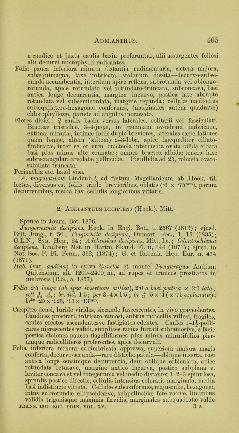 e caudice et juxta caulis basin proferuntur, alii assurgentes foliosi alii decurvi microphylli radicantes. Folia pauca inferiora minuta distantia rudimentaria, cietera majora, subaequimagna, laxe imbricata—stolonum dissita—decurvo-subse- cunda accumbentia, interdum apice reflexa, subrotunda vel oblongo- rotunda, apice rotundato vel rotundato-truncata, subconcava, basi antica longe decurrentia, margine incurvo, postica late abrupte rotundata vel subsemicordata, margine repanda; cellulse mediocres subsequilatero-hexagome conformes, (marginales autem quadratic) chlorophyllosie, pariete ad angulos incrassato. Flores dioici: $ caulis basin versus laterales, solitarii vel fasciculati. Bracteae tristichie, 3-4-jugoe, in gemmam ovoideam imbricate, extimie minute, intimse foliis duplo breviores, laterales ssepe latiores quam longie, altera (saltern) 2-3-loba, apice inaequaliter ciliato- fimbriate, inter se et cum bracteola intermedia ovata bifida ciliata basi plus minus alte connatee; omnes bractcse albidse tenerse laxe subrectangulari-areolate pellucidae. Pistillidia ad 25, robusta ovato- subulata truncata. Perianthia etc. baud visa. A. magellanicus Lindenb.!, ad fretum Magellanicum ab Hook. fil. lectus, diversus est foliis triplo brevioribus, oblatis ('6 x *75mm), parum decurrentibus, media basi cellulis longioribus vittatis. 2. Adelanthus decipiens (Hook.), Mitt. Spruce in Journ. Bot. 1876. Jungermania decipiens, Hook, in Engl. Bot., t. 2567 (1813); ejusd. Brit. Jung., t. 50; Plagiochila decipiens, Dumort. Bee., 1, 15 (1835); G.L.N., Syn. Hep., 24 ; Adelanthus decipiens, Mitt. l.c. ; Odontoschisma decipiens, Lindberg Mst. in Hartm. Skand. FI. ii, 144 (1871); ejusd. in Not. Soc. F. FI. Fenn., 362, (1874) ; G. et Rabenh. Hep. Eur. n. 474 (1871). Hab. (var. andina) in sylva Canelos et monte Tunguragua Andium Quitensium, alt. 1200-2400. m., ad rupes et truncos prostratos in umbrosis (R.S., a. 1857). Folia 2‘5 longa (ab ipsa insertione antica), 2‘0 a basi postica x 2d lata; cell J hr. int. P5; per 3-4 x P5 ; br $ *5 x *4 ( x ’75 explanatce); *25 x -125, -13 x *13mm. Csespites densi, luride virides, siccando fuscescentes, in vivo graveolentes. Caudices prostrati, intricato-ramosi, subtus radicellis villosi, fragiles, caules erectos ascendentesve fastigiatos edentes. Caules 1—1^-polli- cares nigrescentes validi, simplices rarius furcati subramosive, e facie postica stolones paucos flagelliformes plus minus minutifolios pler- umque radicelliferos proferentes, apice decurvuli. Folia inferiora minora subimbricata appressa, superiora majora magis conferta, decurvo-secunda—raro distiche patula—oblique inserta, basi antica longe sensimque decurrentia, dein oblique orbiculata, apice rotundata retusave, margine antico incurva, postico subplana v. leviter concava et vel integerrima vel medio distanter 1-2-3-spinulosa, spinulis postice directis, cellulis intensius coloratis marginata, media basi indistincte vittata. Cellulie subconformes, majuscute, bexagonae, intus subrotundse ellipsoideaeve, subpellucidae fere vacuse, limitibus validis trigonisque maximis flavidis, marginales subquadrate valde TRANS. BOT. SOC. EDIN. VOL. XV. 3 A