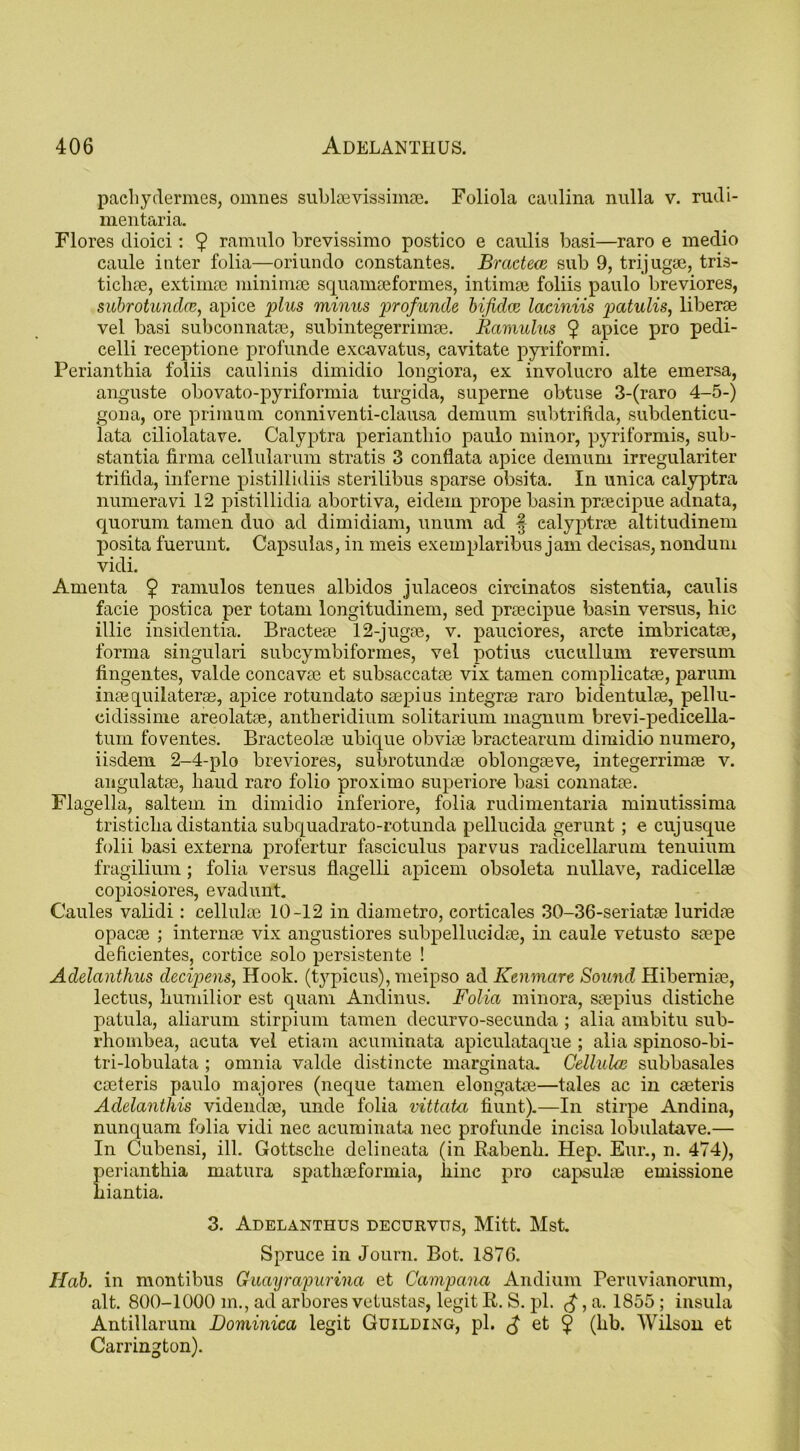 pachydermes, omnes sublaevissimse. Foliola caulina nulla v. rudi- mentaria. Flores dioici: 9 ramulo brevissimo postico e caulis basi—raro e medio caule inter folia—oriundo constantes. Bradece sub 9, trijugae, tris- tichee, extimae minimse squamae formes, intimae foliis paulo breviores, subrotundae, apice plus minus profunde bifidae laciniis patulis, liberae vel basi subconnatae, subintegerrimae. Ramulus $ apice pro pedi- celli receptione profunde excavatus, cavitate pyriformi. Perianthia foliis caulinis dimidio longiora, ex involucro alte emersa, anguste obovato-pyriformia turgida, superne obtuse 3-(raro 4-5-) gona, ore primum conniventi-clausa demum subtrifida, subdenticu- lata ciliolatave. Calyptra perianthio paulo minor, pyriformis, sub- stantia firma cellularum stratis 3 conflata apice demum irregulariter tritida, inferne pistillidiis sterilibus sparse obsita. In unica calyptra numeravi 12 pistillidia abortiva, eidem prope basin praecipue adnata, quorum tamen duo ad dimidiam, unum ad § calyptrse altitudinem posita fuerunt. Capsulas, in meis exemplaribus jam decisas, nondum vidi. Amenta £ ramulos tenues albidos julaceos circinatos sistentia, caulis facie postica per totam longitudinem, sed prajcipue basin versus, hie illie insidentia. Bractese 12-jugoe, v. pauciores, arete imbricatse, forma singulari subeymbiformes, vel potius cucullum reversum fingentes, valde concavae et subsaccatae vix tamen complicate, parum inaequilaterae, apice rotundato saepins integrae raro bidentulae, pellu- cidissinie areolatae, antheridium solitarium magnum brevi-pedicella- tum foventes. Bracteolae ubique obviae bractearum dimidio numero, iisdem 2-4-plo breviores, subrotundae oblongaeve, integerrimae v. angulatae, hand raro folio proximo superiore basi connatae. Flagella, saltern in dimidio inferiore, folia rudimentaria minutissima tristiclia distantia subquadrato-rotunda pellucida gerunt ; e cuj usque folii basi externa profertur fasciculus parvus radicellarum tenuium fragilium ; folia versus flagelli apicem obsoleta nullave, radicellae copiosiores, evadunt. Caules validi: cellulae 10-12 in diametro, corticales 30-36-seriatae luridae opacae ; internaa vix angustiores subpellucidaa, in caule vetusto saepe deficientes, cortice solo persistente ! Adelanthus decipens, Hook, (typicus), meipso ad Kenmare Sound Hiberniae, lectus, humilior est quam Andinus. Folia minora, saepius distiche patula, aliarum stirpium tamen decurvo-secunda ; alia ambitu sub- rhombea, acuta vel etiam acuminata apieulataque ; alia spinoso-bi- tri-lobulata ; omnia valde distincte marginata. Cellulae subbasales caeteris paulo majores (neque tamen elongatae—tales ac in caeteris Adelanthis videndoe, unde folia vittata hunt).—In stirpe Andina, nunquam folia vidi nee acuminata nec profunde incisa lobulatave.— In Cubensi, ill. Gottsche delineata (in Babenli. Hep. Eur., n. 474), perianthia matura spathaeformia, hinc pro capsulae emissione hiantia. 3. Adelanthus decurvits, Mitt. Mst. Spruce in Journ. Bot. 1876. Hob. in montibus Guayrapurina et Camp ana Andium Peruvianorum, alt. 800-1000 in., ad arbores vetustas, legit R. S. pi. £, a. 1855; insula Antillarum Dominica legit Guilding, pi. et ^ (hb. Wilson et Carrington).