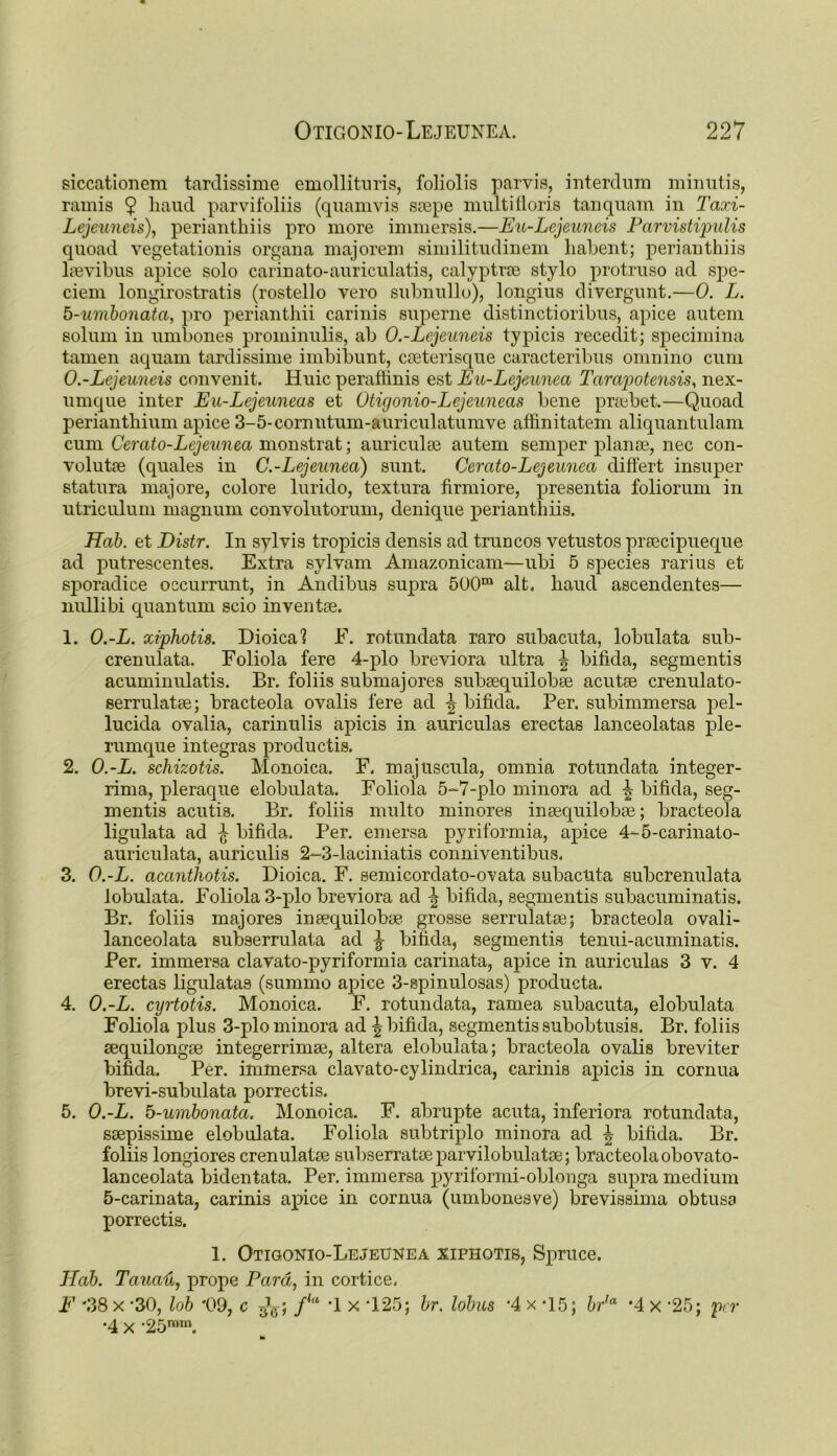 siccationem tardissime emollituris, foliolis parvis, interdum minutis, ramis $ baud parvifoliis (quamvis srepe multiiloris tauquam in Taxi- Lejeuneis), perianthiis pro more immersis.—Eu-Lejeuneis Peirvistipulis quoad vegetationis organa majorem similitudinem liabent; perianthiis lsevibus apice solo carinato-auriculatis, calyptrce stylo protruso ad spe- ciem longirostratis (rostello vero subnullo), longius divergunt.—0. L. b-umbonata, pro perianthii carinis superne distinctioribus, apice autem solum in umbones prominulis, ab O.-Lejeuneis typicis recedit; specimina tamen aquam tardissime imbibunt, cseterisque caracteribus ornnino cum 0. -Lejeuneis convenit. Huic peraffinis est Eu-Lejeunea Tarapotensis, nex- umque inter Eu-Lejeuneas et Otigonio-Lejeuneas bene prsebet.—Quoad perianthium apice 3-5-cornntum-auriculatumve affinitatem aliquantulam cum Cerato-Lejeunea monstrat; auriculae autem semper plame, nec con- volute (quales in C.-Lejeunea) sunt. Cercito-Lejeunea differt insuper statura majore, colore lurido, textura firmiore, presentia foliorum in utriculum magnum convolutorum, denique perianthiis. Hob. et Distr. In sylvis tropicis densis ad trancos vetustos praecipueque ad putrescentes. Extra sylvam Amazonicam—ubi 5 species rarius et sporadice occurrunt, in Andibus supra 500m alt. baud ascendentes— liullibi quantum scio inventae. 1. O.-L. xiphotw. Dioical F. rotundata raro subacuta, lobulata sub- crenulata. Foliola fere 4-plo breviora ultra \ bifida, segmentis acuminulatis. Br. foliis submajores subsequilobae acutse crenulato- serrulatse; bracteola ovalis fere ad \ bifida. Per. subimmersa pel- lucida ovalia, carinulis apicis in auriculas erectas lanceolatas ple- rumque integras productis. 2. O.-L. schizotis. Monoica. F. majuscula, omnia rotundata integer- rima, pleraque elobulata. Foliola 5-7-plo minora ad i bifida, seg- mentis acutis. Br. foliis multo minores insequilobe; bracteola ligulata ad ^ bifida. Per. emersa pyriformia, apice 4-5-carinato- auriculata, auriculis 2-3-laciniatis conniventibus. 3. O.-L. acanthotis. Dioica. F. semicordato-ovata subacuta subcrenulata lobulata. Foliola 3-plo breviora ad \ bifida, segmentis subacuminatis. Br. foliis majores inaequilobae grosse serrulate; bracteola ovali- lanceolata subserrulata ad ^ bifida, segmentis tenui-acuminatis. Per. immersa clavato-pyriformia carinata, apice in auriculas 3 v. 4 erectas ligulatas (summo ajnce 3-spinulosas) producta. 4. O.-L. cyrtotis. Monoica. F. rotundata, ramea subacuta, elobulata Foliola plus 3-plo minora ad \ bifida, segmentis subobtusis. Br. foliis sequilonge integerrimse, altera elobulata; bracteola ovalis breviter bifida. Per. immersa clavato-cylindrica, carinis apicis in cornua brevi-subulata porrectis. 5. O.-L. b-umbonata. Monoica. F. abrupte acuta, inferiora rotundata, ssepissime elobulata. Foliola subtriplo minora ad ^ bifida. Br. foliis longiores crenulate subserrateparvilobulate; bracteola obovato- lanceolata bidentata. Per. immersa pyriformi-oblonga supra medium 5-carinata, carinis apice in cornua (umbonesve) brevissima obtusa porrectis. 1. Otigonio-Lejeunea xifhotis, Spruce. Hah. Temail, prope Para, in cortice. F '38 x -30, lob '09, c fla '1 x 125; br. lobus '4 x *15; brla '4 x ’25; per •4 x '25rom.