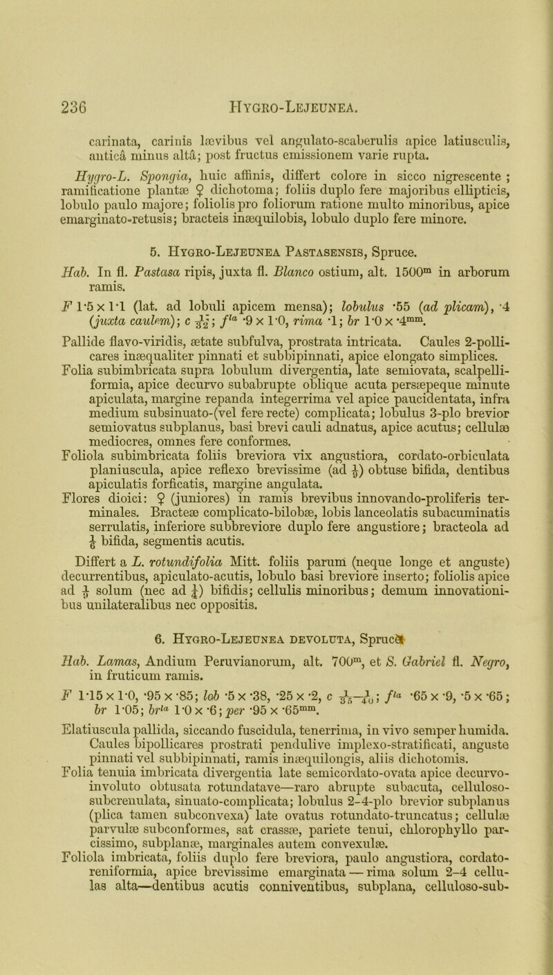 carinata, carinis Iambus vel angulato-scaberulis apice latiusculis, antica minus alta; post fructus emissionem varie rupta. Hygro-L. Spongia, liuic affinis, difFert colore in sicco nigrescente ; ramificatione plantse $ dicliotoma; foliis duplo fere majoribus ellipticis, lobulo paulo majore; foliolispro foliorum ratione multo minoribus, apice emarginato-retusis; bracteis insequilobis, lobulo duplo fere minore. 5. Hygro-Lejeunea Pastasensis, Spruce. Hab. In fl. Pastasa ripis, juxta fl. Blanco ostium, alt. 1500m in arborum ramis. 1*5 x 1*1 (lat. ad lobuli apicem mensa); lobulus ‘55 (adplicam),'4 (juxta cauUm); c ; fla *9 x PO, rima *1; hr l'Ox •4mm. Pallide flavo-viridis, setate subfulva, prostrata intricata. Caules 2-polli- cares insequaliter pinnati et subbipinnati, apice elongato simplices. Folia subimbricata supra lobulum divergentia, late semiovata, scalpelli- formia, apice decurvo subabrupte oblique acuta perssepeque minute apiculata, margine repanda integerrima vel apice paucidentata, infra medium subsinuato-(vel fererecte) complicata; lobulus 3-plo brevior semiovatus subplanus, basi brevi cauli adnatus, apice acutus; cellulae mediocres, omnes fere conformes. Foliola subimbricata foliis breviora vix angustiora, cordato-orbiculata planiuscula, apice reflexo brevissime (ad obtuse bifida, dentibus apiculatis forficatis, margine angulata. Flores dioici: $ (juniores) in ramis brevibus innovando-proliferis ter- minales. Bractese complicato-bilobse, lobis lanceolatis subacuminatis serrulatis, inferiore subbreviore duplo fere angustiore; bracteola ad £ bifida, segmentis acutis. Differt a L. rotundifolia Mitt, foliis paruni (neque longe et anguste) decurrentibus, apiculato-acutis, lobulo basi breviore inserto; foliolis apice ad ^ solum (nec ad £) bifidis; cellulis minoribus; demum innovationi- bus unilateralibus nec oppositis. 6. Hygro-Lejeunea devoluta, SprucSI Hab. Lamas, Andium Peruvianorum, alt. 700m, et S. Gabriel fl. Negro, in fruticum ramis. F 1*15 x PO, 95 x 85; lob 5 x 38, *25 x 2, c ■£%-£)', fla '65 x 9, 5 x 65; br 1*05; brla l’Ox 6;per 95 x 65mm. Elatiuscula pallida, siccando fuscidula, tenerrima, in vivo semper humid a. Caules bipollicares prostrati pendulive implexo-stratificati, anguste pinnati vel subbipinnati, ramis inaequilongis, aliis dicliotomis. Folia tenuia imbricata divergentia late semicordato-ovata apice decurvo- involuto obtusata rotundatave—raro abrupte subacuta, celluloso- subcrenulata, sinuato-complicata; lobulus 2-4-plo brevior subplanus (plica tamen subconvexa) late ovatus rotundato-truncatus; celluhe parvulee subconformes, sat crassre, pariete tenui, chlorophyllo par- cissimo, subplanse, marginales autem convexulse. Foliola imbricata, foliis duplo fere breviora, paulo angustiora, cordato- reniformia, apice brevissime emarginata — rima solum 2-4 cellu- las alta—dentibus acutis conniventibus, subplana, celluloso-sub-