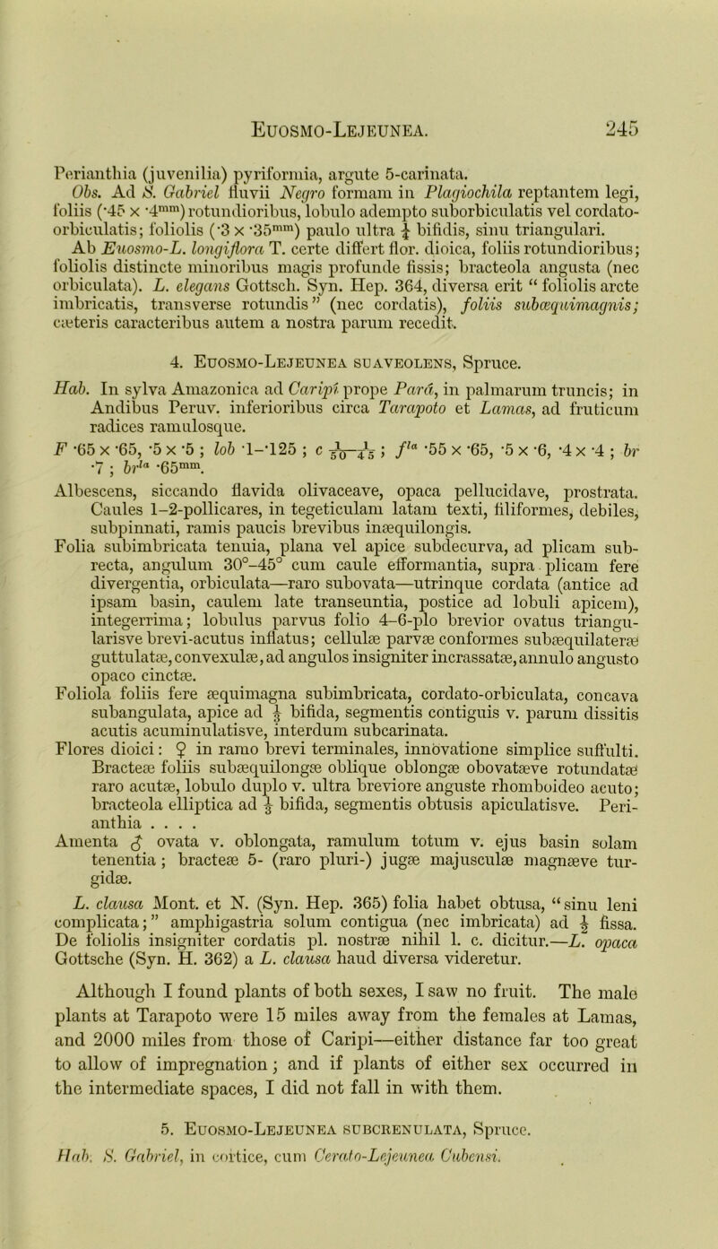 Perianthia (juvenilia) pyriformia, argute 5-carinata. Ohs. Ad S. Gabriel fluvii Negro formam in Plagiochila reptantem legi, 1‘oliis (*45 x *4mm) rotundioribus, lobulo adempto suborbiculatis vel cordato- orbieulatis; foliolis (*3 x *35mm) paulo ultra 4 bifidis, sinu triangulari. Ab Euosmo-L. longifiora T. certe differt 11 or. dioica, foliis rotundioribus; foliolis distincte minoribus magis profunde fissis; bracteola angusta (nec orbiculata). L. elegans Gottsch. Syn. Hep. 364, diversa erit “ foliolis arete imbricatis, transverse rotundis55 (nec cordatis), foliis subeequimagnis; cieteris caracteribus autem a nostra parum recedit. 4. Euosmo-Lejeunea suaveolens, Spruce. Hab. In sylva Amazonica ad Caripi prope Para, in palmarum truncis; in Andibus Peruv. inferioribus circa Tarapoto et Lamas, ad fruticum radices ramulosque. F *65 x ’65, *5 x *5 ; lob T-T25 ; c ; fla ‘55 x -65, 5 x ’6, ‘4 x -4 ; hr •7 ; brla *65mm. Albescens, siccando tlavida olivaceave, opaca pellucidave, prostrata. Caules 1-2-pollicares, in tegeticulam latam texti, liliformes, debiles, subpinnati, ramis paucis brevibus insequilongis. Folia subimbricata tenuia, plana vel apice subdecurva, ad plicam sub- recta, angulum 30°-45° cum caule efformantia, supra plicam fere divergentia, orbiculata—raro subovata—utrinque cordata (antice ad ipsam basin, caulem late transeuntia, postice ad lobuli apicem), integerrima; lobulus parvus folio 4-6-plo brevior ovatus triangu- larisvebrevi-acutus inflatus; cellulte parvee conformes subaequilaterae guttulatte, convexulee, ad angulos insigniter incrassatae, annulo angusto opaco cinctae. Foliola foliis fere aequimagna subimbricata, cordato-orbiculata, con cava subangulata, apice ad 4 bifida, segmentis contiguis v. parum dissitis acutis acuminulatisve, interdum subcarinata. Flores dioici: 9 in ramo brevi terminales, innbvatione simplice suftulti. Bracteae foliis subasquilongae oblique oblongae obovataeve rotundatae raro acutae, lobulo duplo v. ultra breviore anguste rhomboideo acuto; bracteola elliptica ad bifida, segmentis obtusis apiculatisve. Peri- anthia .... Amenta ^ ovata v. oblongata, ramulum totum v. ejus basin solam tenentia ; bracteae 5- (raro pluri-) jugae majusculae magnaeve tur- gidae. L. clausa Mont, et N. (Syn. Hep. 365) folia habet obtusa, “ sinu leni complicata; ” ampbigastria solum contigua (nec imbricata) ad \ fissa. De foliolis insigniter cordatis pi. nostrae nihil 1. c. dicitur.—L. opaca Gottsche (Syn. H. 362) a L. clausa haud diversa videretur. Although I found plants of both sexes, I saw no fruit. The male plants at Tarapoto were 15 miles away from the females at Lamas, and 2000 miles from those of Caripi—either distance far too great to allow of impregnation; and if plants of either sex occurred in the intermediate spaces, I did not fall in with them. 5. Euosmo-Lejeunea subcrenulata, Spruce. Hab. S. Gabriel, in cortice, cum Gerato-Lejeunea Gubensi.