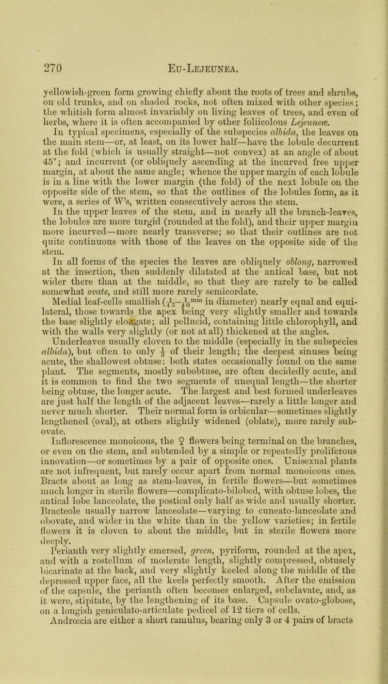 yellowisli-green form growing chiefly about the roots of trees and shrubs, on old trunks, and on shaded rocks, not often mixed with other species; the whitish form almost invariably on living leaves of trees, and even of herbs, where it is often accompanied by other foliicolous Lejeunece. In typical specimens, especially of the subspecies albida, the leaves on the main stem—or, at least, on its lower half—have the lobule decurrent at the fold (which is usually straight—not convex) at an angle of about 45°; and incurrent (or obliquely ascending at the incurved free upper margin, at about the same angle; whence the upper margin of each lobule is in a line with the lower margin (the fold) of the next lobule on the opposite side of the stem, so that the outlines of the lobules form, as it were, a series of W’s, written consecutively across the stem. In the upper leaves of the stem, and in nearly all the branch-leaves, the lobules are more turgid (rounded at the fold), and their upper margin more incurved—more nearly transverse; so that their outlines are not quite continuous with those of the leaves on the opposite side of the stem. In all forms of the species the leaves are obliquely oblong, narrowed at the insertion, then suddenly dilatated at the antical base, but not wider there than at the middle, so that they are rarely to be called somewhat ovate, and still more rarely semicordate. Medial leaf-cells smallish (/5—in diameter) nearly equal and equi- lateral, those towards the apex being very slightly smaller and towards the base slightly elongate; all pellucid, containing little chlorophyll, and with the walls very slightly (or not at all) thickened at the angles. Underleaves usually cloven to the middle (especially in the subspecies albida), but often to only ^ of their length; the deepest sinuses being acute, the shallowest obtuse: both states occasionally found on the same plant. The segments, mostly subobtuse, are often decidedly acute, and it is common to find the two segments of unequal length—the shorter being obtuse, the longer acute. The largest and best formed underleaves are just half the length of the adjacent leaves—rarely a little longer and never much shorter. Their normal form is orbicular—sometimes slightly lengthened (oval), at others slightly widened (oblate), more rarely sub- ovate. Inflorescence monoicous, the 9 flowers being terminal on the branches, or even on the stem, and subtended by a simple or repeatedly proliferous innovation—or sometimes by a pair of opposite ones. Unisexual plants are not infrequent, but rarely occur apart from normal monoicous ones. Bracts about as long as stem-leaves, in fertile flowers—but sometimes much longer in sterile flowers—complicato-bilobed, with obtuse lobes, the antical lobe lanceolate, the postical only half as wide and usually shorter. Bracteole usually narrow lanceolate—varying to cuneatodanceolate and obovate, and wider in the white than in the yellow varieties; in fertile flowers it is cloven to about the middle, but in sterile flowers more deeply. Perianth very slightly emersed, green, pyriform, rounded at the apex, and with a rostellum of moderate length, slightly compressed, obtusely bicarinate at the back, and very slightly keeled along the middle of the depressed upper face, all the keels perfectly smooth. After the emission of the capsule, the perianth often becomes enlarged, subclavate, and, as it were, stipitate, by the lengthening of its base. Capsule ovato-globose, on a longish geniculato-articulate pedicel of 12 tiers of cells. Andrcecia are either a short ramulus, bearing only 3 or 4 pairs of bracts