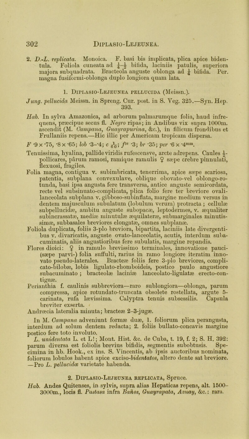 2. D.-L. replicata. Monoica. F. basi bis implicata, plica apice biden- tula. Foliola cuneata ad bifida, laciniis patulis, superiora majora subquadrata. Bracteola anguste oblonga ad £ bifida. Per. magna fusiformi-oblonga duplo longiora quam lata. 1. Diplasio-Lejeunea pellucida (Meissn.). Jung, pellucida Meissn. in Spreng. Cur. post, in S. Veg. 325.—Syn. Hep. 1 393. Hub. In sylva Amazonica, ad arborum palmarumque folia, haud infre- quens, praecipue secus fl. Negro ripas; in Andibus vix supra 1000m. ascendit (M. Oampana, Guayrapurina, &c.), in filicum frondibus et Frullaniis repens.—Hie illic per Americam tropicam dispersa. F -9 x ‘75, '8 x ’65; lob •3-'4; c g1^; f,a *3; hr ’35; per ’6 x -4mm. Tenuissima, hyalina, pallide viridis rufescensve, arete adrepens. Caules -|- pollicares, parum ramosi, ramique ramulis $ ssepe crebre pinnulati, llexuosi, fragiles. Folia magna, contigua v. subimbricata, tenerrima, apice ssepe scariosa, patentia, subplana convexulave, oblique obovato-vel oblongo-ro- tunda, basi ipsa angusta fere transversa, antice anguste semicordata, reete vel subsinuato-complicata, plica folio fere ter breviore ovali- lanceolata subplana y. gibboso-subinflata, margine medium versus in dentem majusculum subulatum (lobulum verum) protracta ; cellulse subpellucidse, ambitu anguste subopacse, leptodermes, v. sequaliter subincrassatse, medise minutulse sequilaterse, submarginales minutis- simse, subbasales breviores elongatse, omnes subplanse. Foliola duplicata, foliis 3-plo breviora, bipartita, laciniis late divergenti- bus y. divaricatis, anguste ovato-lanceolatis, acutis, interdum suba- cuminatis, aliis angustioribus fere subulatis, margine repandis. Flores dioici: 9 in ramulo brevissimo terminales, innovatione pauci- (ssepe parvi-) folia suffulti, rarius in ramo longiore iteratim inno- vato pseudo-laterales. Bractese foliis fere 3-plo breviores, compli- cato-bilobse, lobis ligulato-rbomboideis, postico paulo angustiore subacuininato ; bracteolse lacinise lanceolato-ligulatse erecto-con- tiguse. Perianthia f. caulinis subbreviora—raro sublongiora—oblonga, parum compressa, apice rotundato-truncata obsolete rostellata, argute 5- carinata, rufa laevissima. Calyptra tenuis subsessilis. Capsula breviter exserta. Androecia lateralia minuta; bractese 2-3-jugse. In M. Campana adveniunt formse duse, 1. foliorum plica perangusta, interdum ad solum dentem red acta; 2. foliis bullato-concavis margine postico fere toto involuto. L. unidentata L. et L!; Mont. Hist. &c. de Cuba, t. 19, f. 2; S. H. 392: parum diversa est foliolis brevius bifidis, segmentis subobtusis. Spe- cimina in hb. Hook., ex ins. S. Vincent.is, ab ipsis auctoribus nominata, foliorum lobulos habent apice exciso-bidentatos, altero dente sat breviore. — Pro L. pellucidce varietate liabenda. 2. Diplasio-Lejeunea replicata, Spruce. Hab. Andes Quitenses, in sylvis, supra alias Hepaticas repens, alt. 1500- 3000m., locis fl. Pastasa infra Banos, Guayrapata, Azuay, &c.; rara.