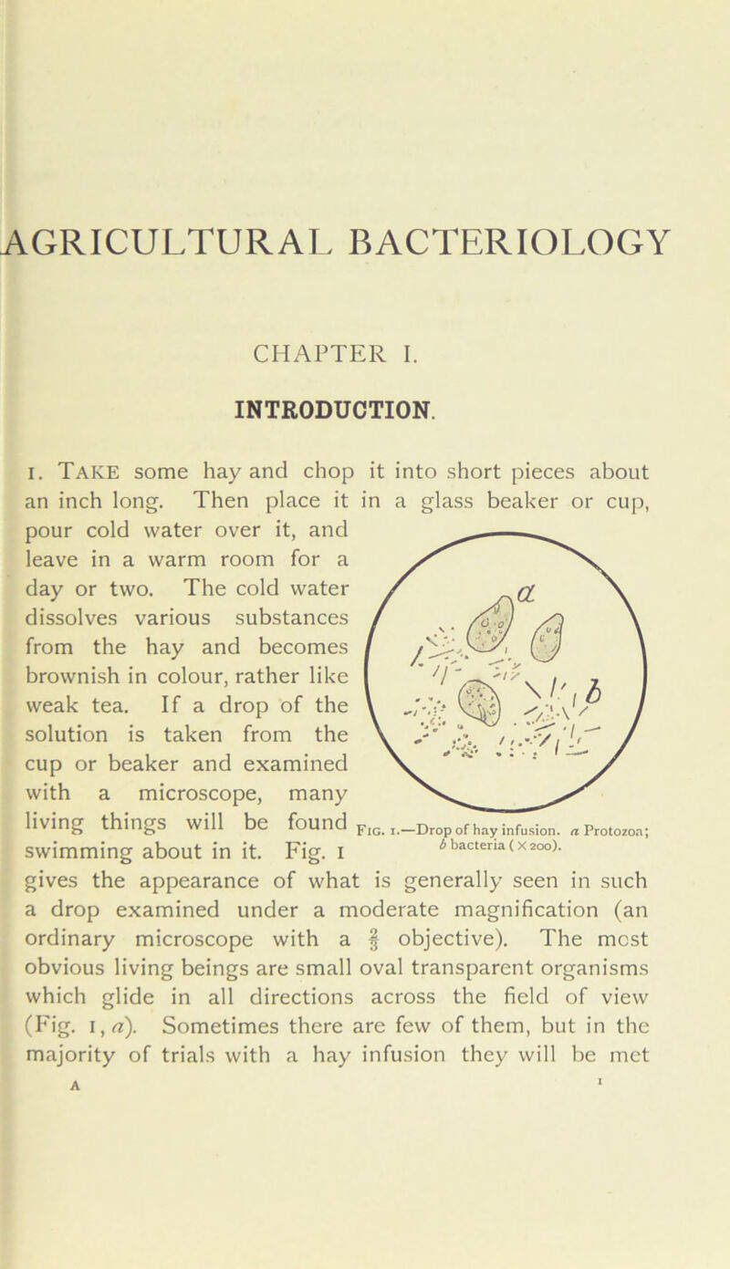 AGRICULTURAL BACTERIOLOGY CHAPTER I. INTRODUCTION. i. Take some hay and chop it into short pieces about an inch long. Then place it in a glass beaker or cup, pour cold water over it, and leave in a warm room for a day or two. The cold water dissolves various substances from the hay and becomes brownish in colour, rather like weak tea. If a drop of the solution is taken from the cup or beaker and examined with a microscope, many living things will be found FlGiI._Dropofha?infusion. rtpr0t020!i; swimming about in it. Fig. i 4 bacteria (xzoo). gives the appearance of what is generally seen in such a drop examined under a moderate magnification (an ordinary microscope with a § objective). The most obvious living beings are small oval transparent organisms which glide in all directions across the field of view (Fig. i,n). Sometimes there are few of them, but in the majority of trials with a hay infusion they will be met