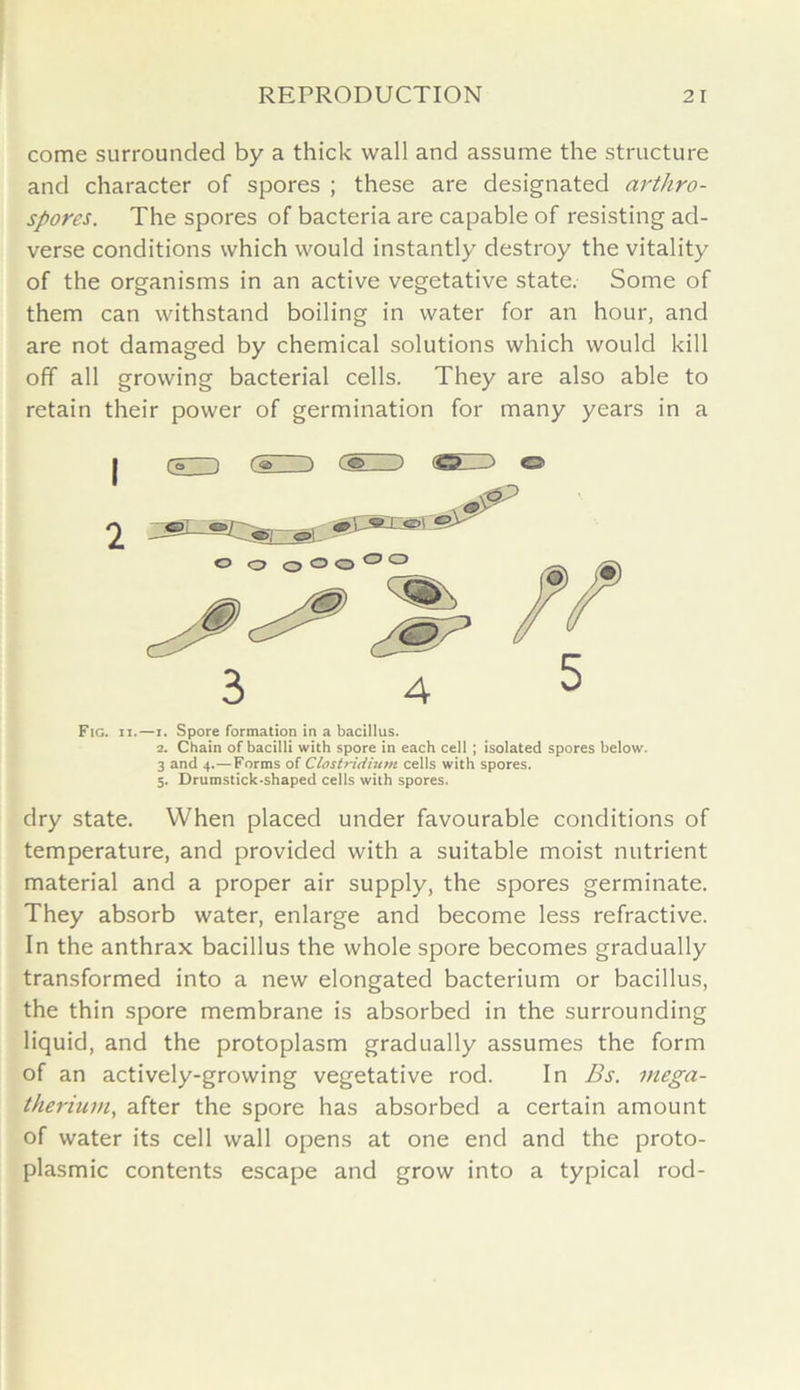 come surrounded by a thick wall and assume the structure and character of spores ; these are designated arthro- spores. The spores of bacteria are capable of resisting ad- verse conditions which would instantly destroy the vitality of the organisms in an active vegetative state. Some of them can withstand boiling in water for an hour, and are not damaged by chemical solutions which would kill off all growing bacterial cells. They are also able to retain their power of germination for many years in a Fig. ii.—i. Spore formation in a bacillus. 2. Chain of bacilli with spore in each cell ; isolated spores below. 3 and 4.—Forms of Clostridium cells with spores. 5. Drumstick-shaped cells with spores. dry state. When placed under favourable conditions of temperature, and provided with a suitable moist nutrient material and a proper air supply, the spores germinate. They absorb water, enlarge and become less refractive. In the anthrax bacillus the whole spore becomes gradually transformed into a new elongated bacterium or bacillus, the thin spore membrane is absorbed in the surrounding liquid, and the protoplasm gradually assumes the form of an actively-growing vegetative rod. In Bs. mega- therium, after the spore has absorbed a certain amount of water its cell wall opens at one end and the proto- plasmic contents escape and grow into a typical rod-