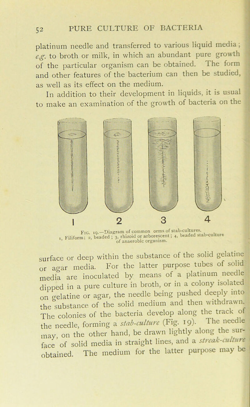 platinum needle and transferred to various liquid media; eg. to broth or milk, in which an abundant pure growth of the particular organism can be obtained. 1 he form and other features of the bacterium can then be studied, as well as its effect on the medium. In addition to their development in liquids, it is usual to make an examination of the growth of bacteria on the pIG IQ>—Diagram of common orms of stab-cultures. , Filiform; z, beaded ; 3, rhizoid or arborescent; 4, beaded stab-culture of anaerobic organism. surface or deep within the substance of the solid gelatine or agar media. For the latter purpose tubes of solid media are inoculated by means of a platinum needle dipped in a pure culture in broth, or in a colony isolated on o-elatine or agar, the needle being pushed deeply into the substance of the solid medium and then withdrawn. The colonies of the bacteria develop along the track of the needle, forming a stab-culture (Fig. 19)- The needle may, on the other hand, be drawn lightly along the sur- face'of solid media in straight lines, and a streak-culture obtained. The medium for the latter purpose may be