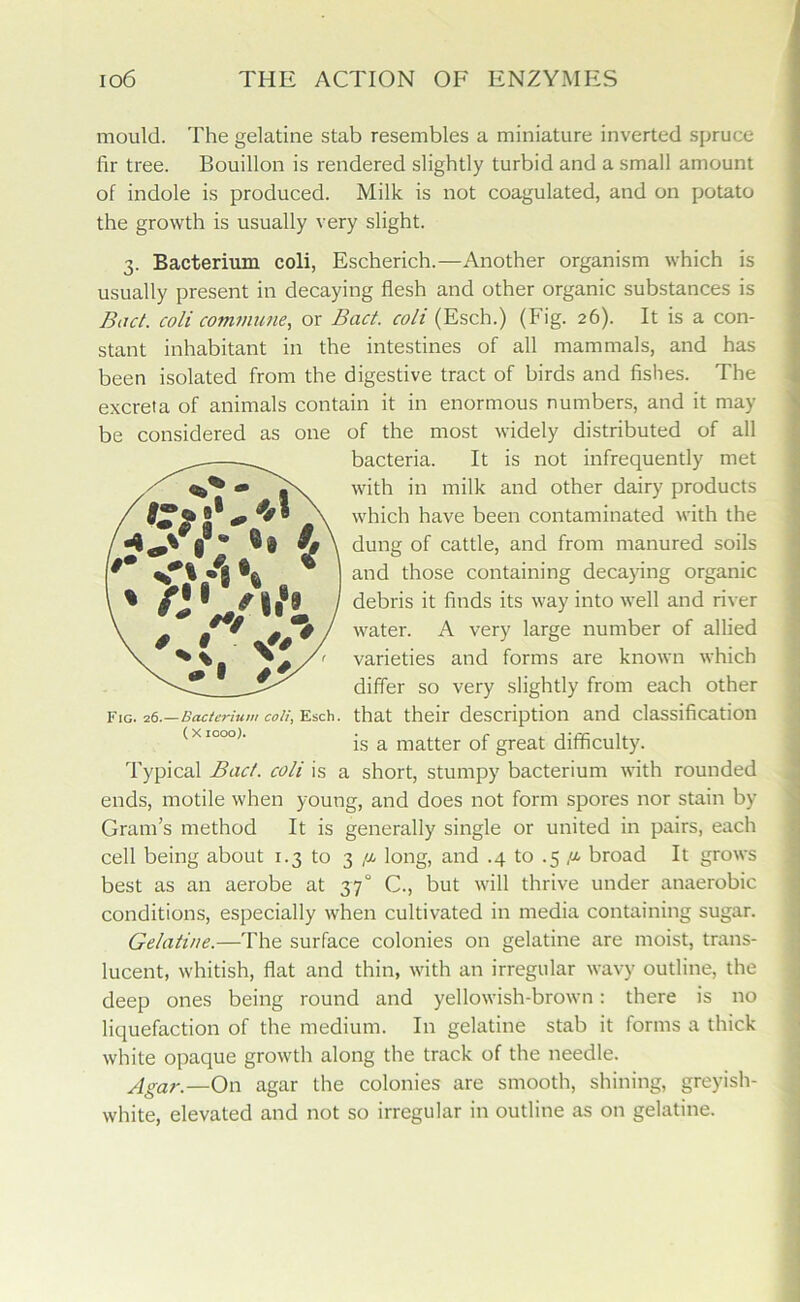 mould. The gelatine stab resembles a miniature inverted spruce fir tree. Bouillon is rendered slightly turbid and a small amount of indole is produced. Milk is not coagulated, and on potato the growth is usually very slight. 3. Bacterium coli, Escherich.—Another organism which is usually present in decaying flesh and other organic substances is Bad. coli commune, or Bad. coli (Esch.) (Fig. 26). It is a con- stant inhabitant in the intestines of all mammals, and has been isolated from the digestive tract of birds and fishes. The excreta of animals contain it in enormous numbers, and it may be considered as one of the most widely distributed of all bacteria. It is not infrequently met with in milk and other dairy products which have been contaminated with the dung of cattle, and from manured soils and those containing decaying organic debris it finds its way into well and river water. A very large number of allied < varieties and forms are known which differ so very slightly from each other Fig. 26.—Bacterium coli, Esch. that their description and classification is a matter of great difficulty. Typical Bad. coli is a short, stumpy bacterium with rounded ends, motile when young, and does not form spores nor stain by Gram’s method It is generally single or united in pairs, each cell being about 1.3 to 3 /x long, and .4 to .5 ,<£ broad It grows best as an aerobe at 370 C., but will thrive under anaerobic conditions, especially when cultivated in media containing sugar. Gelatine.—The surface colonies on gelatine are moist, trans- lucent, whitish, flat and thin, with an irregular wavy outline, the deep ones being round and yellowish-brown : there is no liquefaction of the medium. In gelatine stab it forms a thick white opaque growth along the track of the needle. Agar.—On. agar the colonies are smooth, shining, greyish- white, elevated and not so irregular in outline as on gelatine.