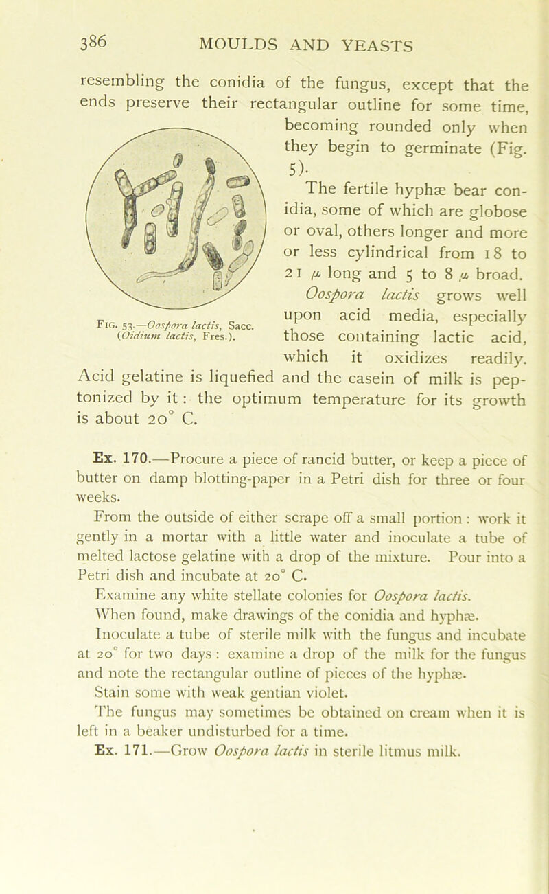 resembling the conidia of the fungus, except that the ends preserve their rectangular outline for some time, becoming rounded only when they begin to germinate (Fig. 5)- The fertile hyphae bear con- idia, some of which are globose or oval, others longer and more or less cylindrical from 18 to 2 i (l long and 5 to 8 broad. Oospora lactis grows well upon acid media, especially those containing lactic acid, which it oxidizes readily. Acid gelatine is liquefied and the casein of milk is pep- tonized by it: the optimum temperature for its growth is about 2 0° C. Ex. 170.—Procure a piece of rancid butter, or keep a piece of butter on damp blotting-paper in a Petri dish for three or four weeks. From the outside of either scrape off a small portion : work it gently in a mortar with a little water and inoculate a tube of melted lactose gelatine with a drop of the mixture. Pour into a Petri dish and incubate at 20° C. Examine any white stellate colonies for Oospora lactis. When found, make drawings of the conidia and hyphae. Inoculate a tube of sterile milk with the fungus and incubate at 200 for two days : examine a drop of the milk for the fungus and note the rectangular outline of pieces of the hyphae. Stain some with weak gentian violet. The fungus may sometimes be obtained on cream when it is left in a beaker undisturbed for a time. Ex. 171.—Grow Oospora lactis in sterile litmus milk.