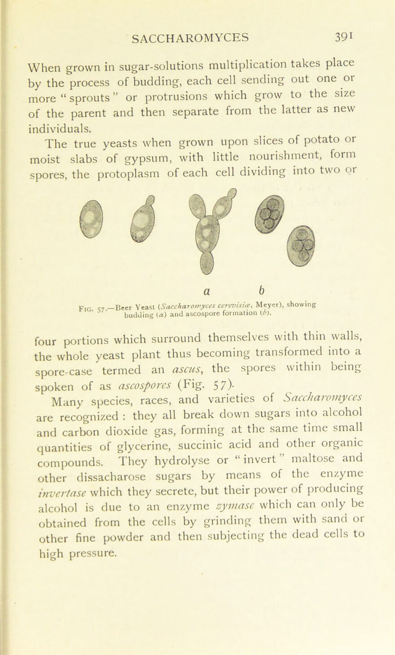 When grown in sugar-solutions multiplication takes place by the process of budding, each cell sending out one or more “ sprouts ” or protrusions which grow to the size of the parent and then separate from the latter as new individuals. The true yeasts when grown upon slices of potato or moist slabs of gypsum, with little nourishment, form spores, the protoplasm of each cell dividing into two or a b Fig ,7 —Beer Yeast (Saccharomyces cermisia>, Meyer), showing ’ budding (a) and ascospore formation (/>). four portions which surround themselves with thin walls, the whole yeast plant thus becoming transformed into a spore-case termed an asms, the spores within being spoken of as ascospores (Fig. 57). Many species, races, and varieties of Saccharomyces are recognized : they all break down sugars into alcohol and carbon dioxide gas, forming at the same time small quantities of glycerine, succinic acid and other organic compounds. They hydrolyse or “ invert maltose and other dissacharose sugars by means of the enzyme invertase which they secrete, but their power of producing alcohol is due to an enzyme zymase which can only be obtained from the cells by grinding them with sand or other fine powder and then subjecting the dead cells to high pressure.