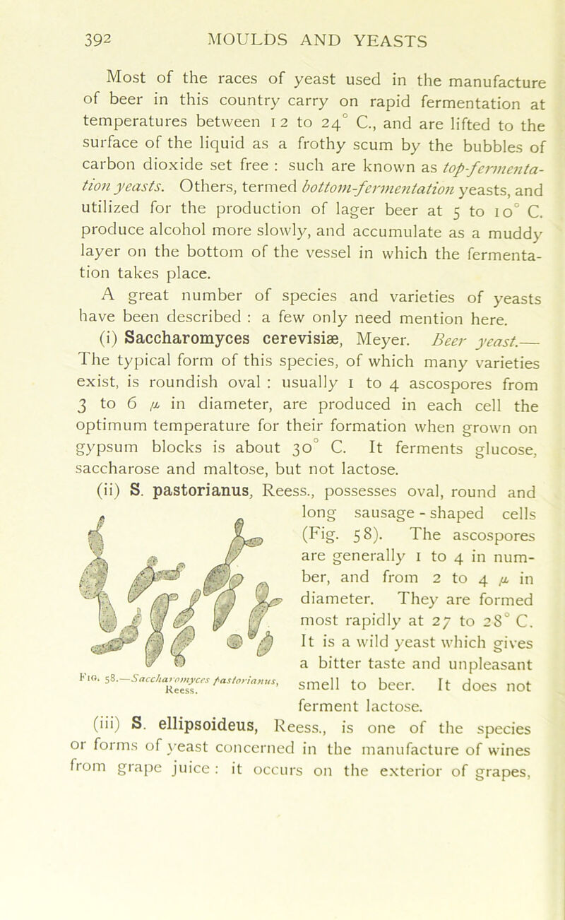 Most of the races of yeast used in the manufacture of beer in this country carry on rapid fermentation at temperatures between 12 to 24° C., and are lifted to the surface of the liquid as a frothy scum by the bubbles of carbon dioxide set free : such are known as top-fermenta- tion yeasts. Others, termed bottom-fermentation yeasts, and utilized for the production of lager beer at 5 to 1 o° C. produce alcohol more slowly, and accumulate as a muddy layer on the bottom of the vessel in which the fermenta- tion takes place. A great number of species and varieties of yeasts have been described : a few only need mention here. (i) Saccharomyces cerevisise, Meyer. Beer yeast. The typical form of this species, of which many varieties exist, is roundish oval : usually 1 to 4 ascospores from 3 to 6 ix in diameter, are produced in each cell the optimum temperature for their formation when grown on gypsum blocks is about 30 C. It ferments glucose, saccharose and maltose, but not lactose. (ii) S. pastorianus, Reess., possesses oval, round and long sausage - shaped cells (Fig- 58). The ascospores are generally 1 to 4 in num- ber, and from 2 to 4 //, in diameter. They are formed most rapidly at 27 to 28° C. It is a wild yeast which gives a bitter taste and unpleasant smell to beer. It does not ferment lactose. (’ii) S. ellipsoideus, Reess., is one of the species or forms of yeast concerned in the manufacture of wines from grape juice : it occurs on the exterior of grapes,
