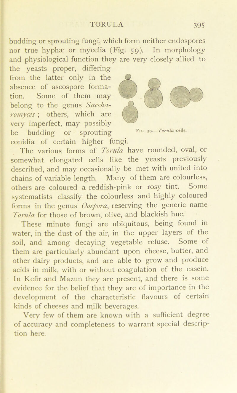 budding or sprouting fungi, which form neither endospores nor true hyphae or mycelia (Fig. 59). In morphology and physiological function they are very closely allied to the yeasts proper, differing from the latter only in the absence of ascospore forma- tion. Some of them may belong to the genus Saccha- romyces ; others, which are very imperfect, may possibly be budding or sprouting conidia of certain higher fungi. The various forms of Torula have rounded, oval, or somewhat elongated cells like the yeasts previously described, and may occasionally be met with united into chains of variable length. Many of them are colourless, others are coloured a reddish-pink or rosy tint. Some systematists classify the colourless and highly coloured forms in the genus Oospora, reserving the generic name Torula for those of brown, olive, and blackish hue. These minute fungi are ubiquitous, being found in water, in the dust of the air, in the upper layers of the soil, and among decaying vegetable refuse. Some of them are particularly abundant upon cheese, butter, and other dairy products, and are able to grow and produce acids in milk, with or without coagulation of the casein. In Kefir and Mazun they are present, and there is some evidence for the belief that they are of importance in the development of the characteristic flavours of certain kinds of cheeses and milk beverages. Very few of them are known with a sufficient degree of accuracy and completeness to warrant special descrip- tion here.