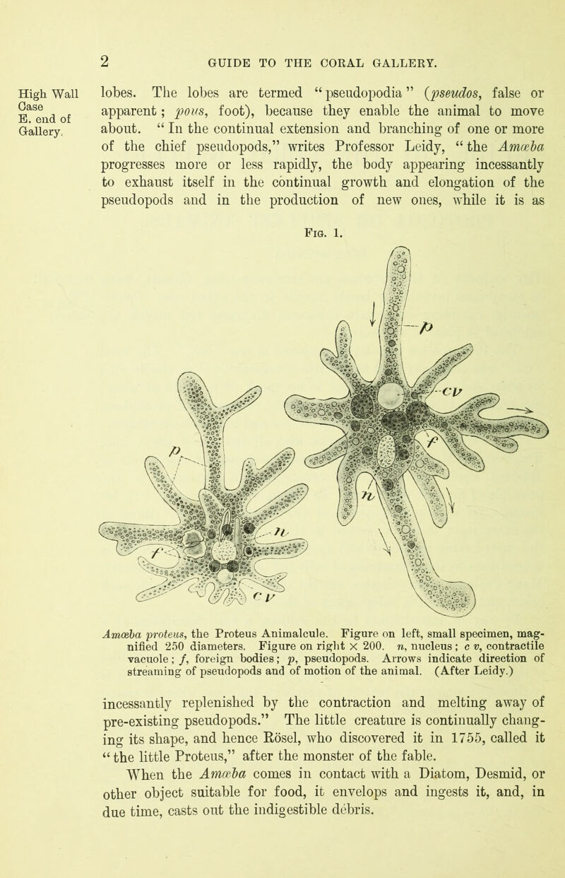 High Wall Case E. end of Gallery. lobes. The lobes are termed “ pseudopodia ” (pseudos, false or apparent; pous, foot), because they enable the animal to move about. “ In the continual extension and branching of one or more of the chief pseudopods,” writes Professor Leidy, “ the Amoeba progresses more or less rapidly, the body appearing incessantly to exhaust itself in the continual growth and elongation of the pseudopods and in the production of new ones, while it is as Fig. 1. incessantly replenished by the contraction and melting away of pre-existing pseudopods.” The little creature is continually chang- ing its shape, and hence Rosel, who discovered it in 1755, called it “ the little Proteus,” after the monster of the fable. When the Amoeba comes in contact with a Diatom, Desmid, or other object suitable for food, it envelops and ingests it, and, in due time, casts out the indigestible debris.