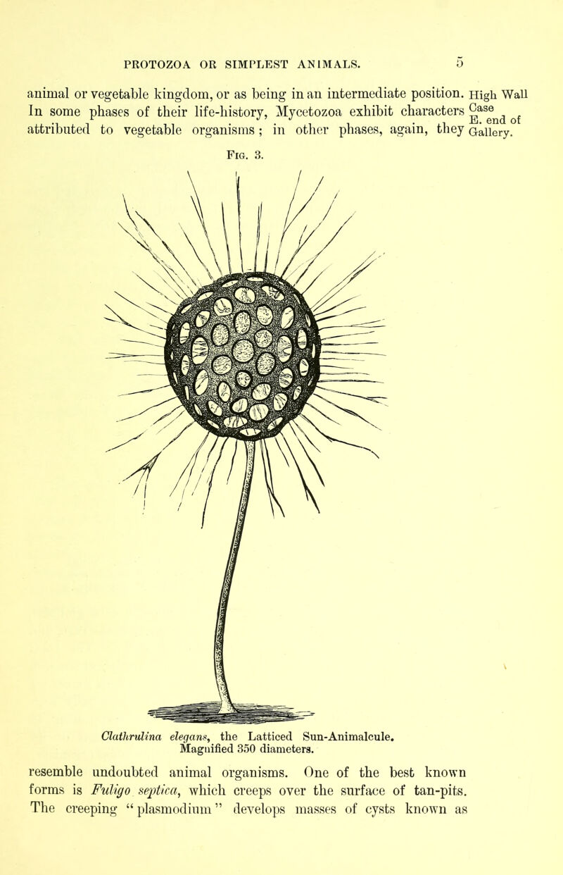 animal or vegetable kingdom, or as being in an intermediate position. High Wall In some phases of their life-history, Mycetozoa exhibit characters ^as®nd of attributed to vegetable organisms; in other phases, again, they Gallery. Fig. 3. Clathrulina elegant, the Latticed Sun-Animalcule. Magnified 350 diameters. resemble undoubted animal organisms. One of the best known forms is Fuligo septica, which creeps over the surface of tan-pits. The creeping “ plasmodium ” develops masses of cysts known as