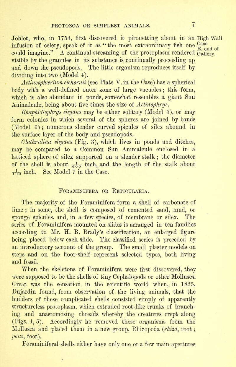 Joblot, who, in 1754, first discovered it pirouetting about in an High Wall infusion of celery, speak of it as “ the most extraordinary fish one ^,as®nd of could imagine.” A continual streaming of the protoplasm rendered Gallery, visible by the granules in its substance is continually proceeding up and down the pseudopods. The little organism reproduces itself by dividing into two (Model 4). Actinosphceriurn eichornii (see Plate V. in the Case) has a spherical body with a well-defined outer zone of large vacuoles; this form, which is also abundant in ponds, somewhat resembles a giant Sun Animalcule, being about five times the size of Actinophrys. Rhaphidiophrys elegans may be either solitary (Model 5), or may form colonies in which several of the spheres are joined by bands (Model 6); numerous slender curved spicules of silex abound in the surface layer of the body and pseudopods. Clathrulina elegans (Fig. 3), which lives in ponds and ditches, may be compared to a Common Sun Animalcule enclosed in a latticed sphere of silex supported on a slender stalk ; the diameter of the shell is about -g-^-g- inch, and the length of the stalk about inch. See Model 7 in the Case. Foraminifera or Eeticularia. The majority of the Foraminifera form a shell of carbonate of lime ; in some, the shell is composed of cemented sand, mud, or sponge spicules, and, in a few species, of membrane or silex. The series of Foraminifera mounted on slides is arranged in ten families according to Mr. H. B. Brady’s classification, an enlarged figure being placed below each slide. The classified series is preceded by an introductory account of the group. The small plaster models on steps and on the floor-shelf represent selected types, both living and fossil. When the skeletons of Foraminifera were first discovered, they were supposed to be the shells of tiny Cephalopods or other Molluscs. G-reat was the sensation in the scientific world when, in 1835, Dujardin found, from observation of the living animals, that the builders of these complicated shells consisted simply of apparently structureless protoplasm, which extruded root-like trunks of branch- ing and anastomosing threads whereby the creatures crept along (Figs. 4, 5). Accordingly he removed these organisms from the Mollusca and placed them in a new group, Bhizopoda (rhiza, root; pons, foot). Foraminiferal shells either have only one or a few main apertures