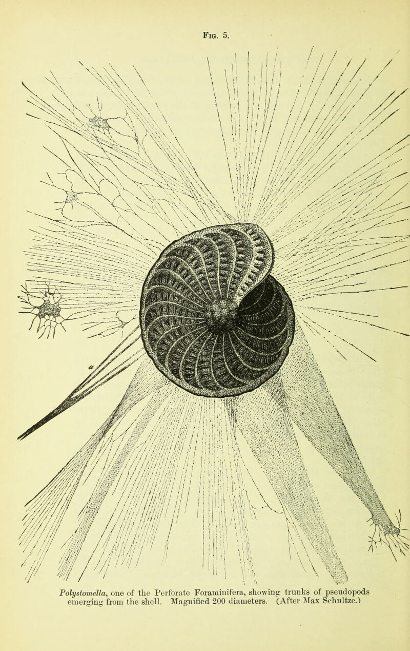 Polystomella, one of the Perforate Foraminifera, showing trunks of pseudopods emerging from the shell. Magnified 200 diameters. (After Max Schultze.')