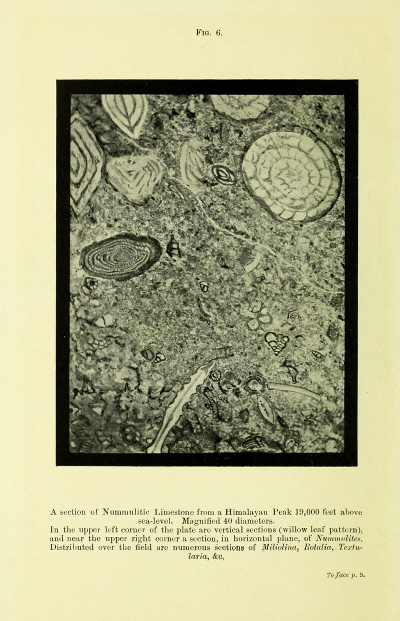 A section of Nummulitic Limestone from a Himalayan Peak 19,000 feet above sea-level. Magnified 40 diameters. In the upper left corner of the plate are vertical sections (willow leaf pattern), and near the upper right corner a section, in horizontal plane, of Nummulites. Distributed over the field are numerous sections of Miliolim, Rotcilia, Textu- laria, &c, ro face p. 9.