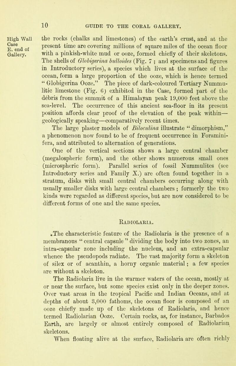 High Wall Case E. end of Gallery. the rocks (chalks and limestones) of the earth’s crust, and at the present time are covering millions of square miles of the ocean floor with a pinkish-white mud or ooze, formed chiefly of their skeletons. The shells of Gloligerina lulloides (Fig. 7 ; and specimens and figures in Introductory series), a species which lives at the surface of the ocean, form a large proportion of the ooze, which is hence termed “ Globigerina Ooze.” The piece of dark-coloured Tertiary Nummu- litic limestone (Fig. 6) exhibited in the Case, formed part of the debris from the summit of a Himalayan peak 19,000 feet above the sea-level. The occurrence of this ancient sea-floor in its present position affords clear proof of the elevation of the peak within— geologically speaking—comparatively recent times. The large plaster models of Biloculina illustrate “ dimorphism,” a phenomenon now found to be of frequent occurrence in Foramini- fera, and attributed to alternation of generations. One of the vertical sections shows a large central chamber (megalospheric form), and the other shows numerous small ones (microspheric form). Parallel series of fossil Nummulites (see Introductory series and Family X.) are often found together in a stratum, disks with small central chambers occurring along with usually smaller disks with large central chambers ; formerly the two kinds were regarded as different species, but are now considered to be different forms of one and the same species. Radiolaria. BThe characteristic feature of the Radiolaria is the presence of a membranous “ central capsule ” dividing the body into two zones, an intra-capsular zone including the nucleus, and an extra-capsular whence the pseudopods radiate. The vast majority form a skeleton of silex or of acanthin, a horny organic material; a few species are without a skeleton. The Radiolaria live in the warmer waters of the ocean, mostly at or near the surface, but some species exist only in the deeper zones. Over vast areas in the tropical Pacific and Indian Oceans, and at depths of about 3,000 fathoms, the ocean floor is composed of an ooze chiefly made up of the skeletons of Radiolaria, and hence termed Radiolarian Ooze. Certain rocks, as, for instance, Barbados Earth, are largely or almost entirely composed of Radiolarian skeletons. When floating alive at the surface, Radiolaria are often richly