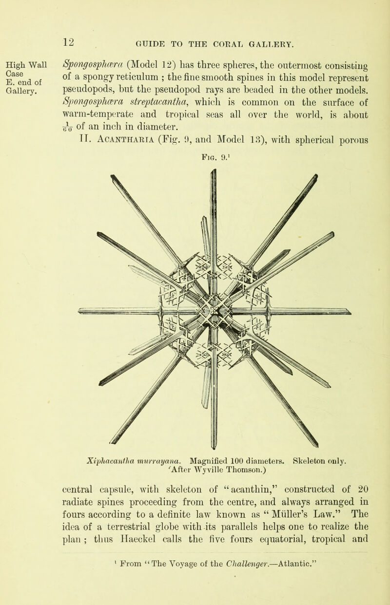 High Wall Case E. end of Gallery. Spongosphcera (Model 12) has three spheres, the outermost consisting of a spongy reticulum ; the fine smooth spines in this model represent pseudopods, but the pseudopod rays are headed in the other models. Spongosphcera streptacantha, which is common on the surface of warm-temperate and tropical seas all over the world, is about of an inch in diameter. TT. Acantharia (Fig. 9, and Model 13), with spherical porous Fig. 9.1 central capsule, with skeleton of “acanthin,” constructed of 20 radiate spines proceeding from the centre, and always arranged in fours according to a definite law known as “ Muller’s Law.” The idea of a terrestrial globe with-its parallels helps one to realize the plan ; thus Haeckel calls the five fours equatorial, tropical and