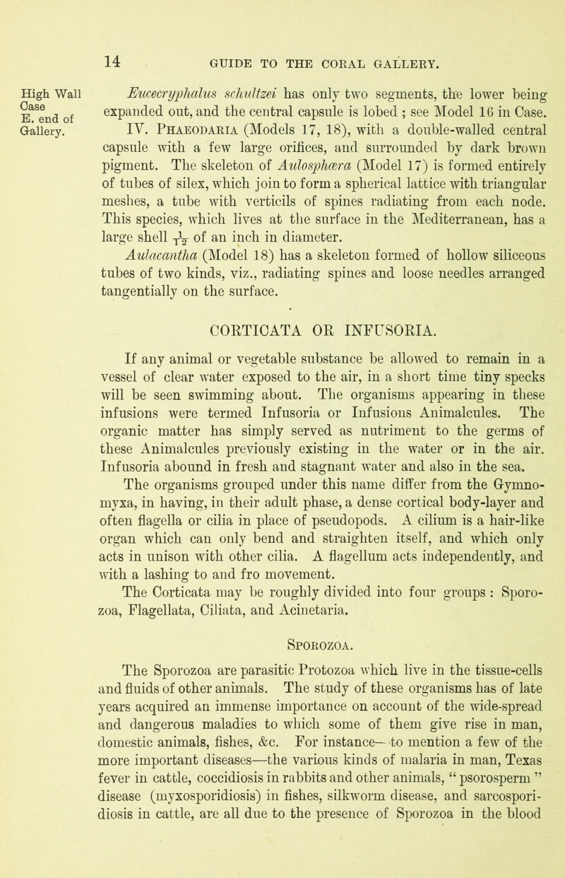 High Wall Case E. end of Gallery. 14 GUIDE TO THE CORAL GALLERY. Eucecryphalus schultzei has only two segments, the lower being expanded out, and the central capsule is lobed ; see Model 16 in Case. IV. Phaeodaria (Models 17, 18), with a double-walled central capsule with a few large orifices, and surrounded by dark brown pigment. The skeleton of Aulosphmra (Model 17) is formed entirely of tubes of silex, which join to form a spherical lattice with triangular meshes, a tube with verticils of spines radiating from each node. This species, which lives at the surface in the Mediterranean, has a large shell of an inch in diameter. Aulcicantha (Model 18) has a skeleton formed of hollow siliceous tubes of two kinds, viz., radiating spines and loose needles arranged tangentially on the surface. CORTICATA OR INFUSORIA. If any animal or vegetable substance be allowed to remain in a vessel of clear water exposed to the air, in a short time tiny specks will be seen swimming about. The organisms appearing in these infusions were termed Infusoria or Infusions Animalcules. The organic matter has simply served as nutriment to the germs of these Animalcules previously existing in the water or in the air. Infusoria abound in fresh and stagnant water and also in the sea. The organisms grouped under this name differ from the Gymno- myxa, in having, in their adult phase, a dense cortical body-layer and often flagella or cilia in place of pseudopods. A cilium is a hair-like organ which can only bend and straighten itself, and which only acts in unison with other cilia. A flagellum acts independently, and with a lashing to and fro movement. The Oorticata may be roughly divided into four groups : Sporo- zoa, Flagellata, Ciliata, and Acinetaria. Sporozoa. The Sporozoa are parasitic Protozoa which live in the tissue-cells and fluids of other animals. The study of these organisms has of late years acquired an immense importance on account of the wide-spread and dangerous maladies to which some of them give rise in man, domestic animals, fishes, &c. For instance—to mention a few of the more important diseases—the various kinds of malaria in man, Texas fever in cattle, coccidiosis in rabbits and other animals, “ psorosperm ” disease (myxosporidiosis) in fishes, silkworm disease, and sarcospori- diosis in cattle, are all due to the presence of Sporozoa in the blood