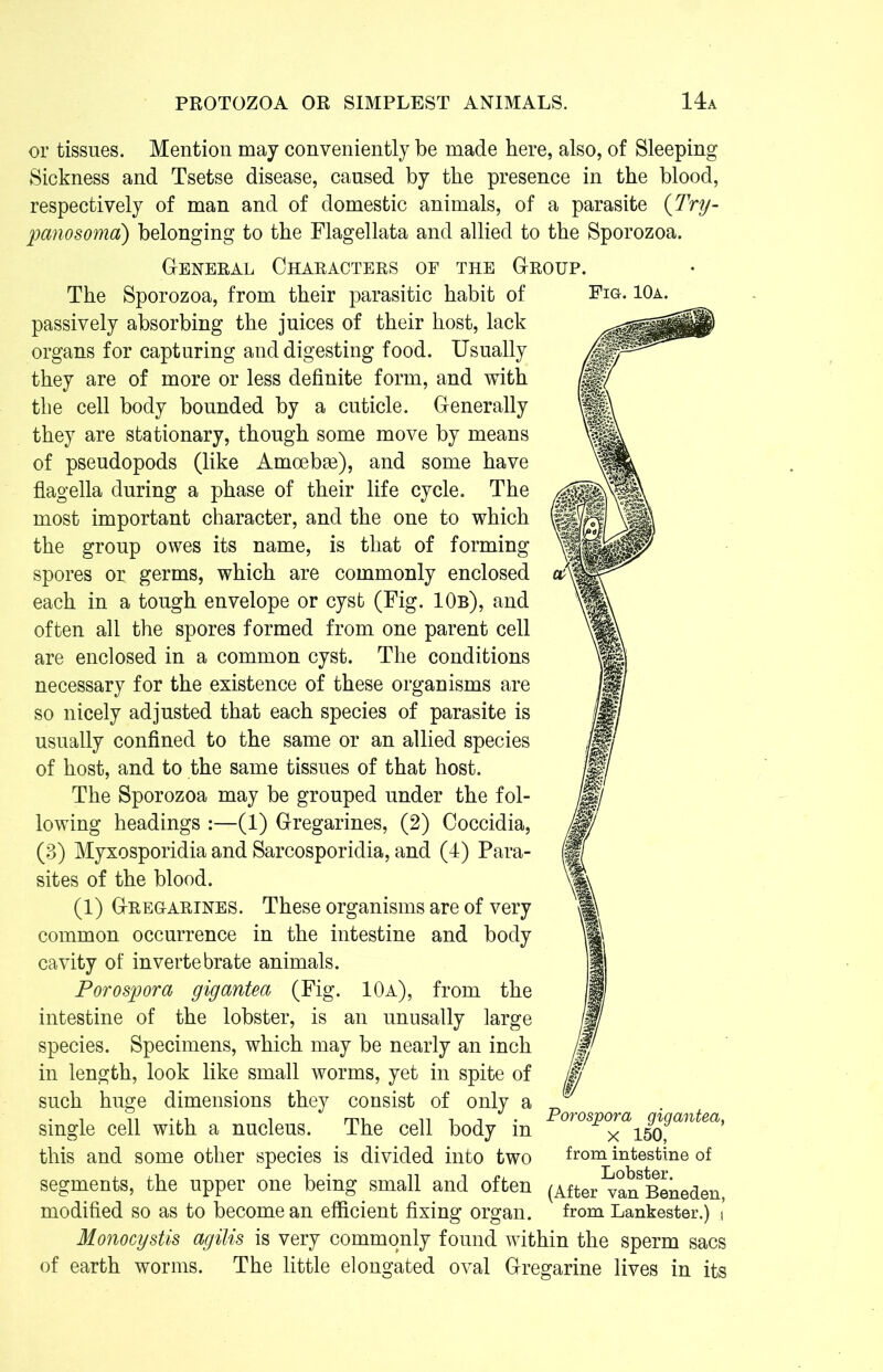 or tissues. Mention may conveniently be made here, also, of Sleeping Sickness and Tsetse disease, caused by the presence in the blood, respectively of man and of domestic animals, of a parasite (Try- panosoma) belonging to the Flagellata and allied to the Sporozoa. General Characters of the Group. The Sporozoa, from their parasitic habit of Fig. 10a. passively absorbing the juices of their host, lack organs for capturing and digesting food. Usually they are of more or less definite form, and with the cell body bounded by a cuticle. Generally they are stationary, though some move by means of pseudopods (like Amoebm), and some have flagella during a phase of their life cycle. The most important character, and the one to which the group owes its name, is that of forming spores or germs, which are commonly enclosed each in a tough envelope or cyst (Fig. 10b), and often all the spores formed from one parent cell are enclosed in a common cyst. The conditions necessary for the existence of these organisms are so nicely adjusted that each species of parasite is usually confined to the same or an allied species of host, and to the same tissues of that host. The Sporozoa may be grouped under the fol- lowing headings :—(1) Gregarines, (2) Coccidia, (3) Myxosporidia and Sarcosporidia, and (4) Para- sites of the blood. (1) Gregarines. These organisms are of very common occurrence in the intestine and body cavity of invertebrate animals. Porospora gigantea (Fig. 10a), from the intestine of the lobster, is an unusally large species. Specimens, which may be nearly an inch in length, look like small worms, yet in spite of such huge dimensions they consist of only a single cell with a nucleus. The cell body in this and some other species is divided into two segments, the upper one being small and often Monocystis agilis is very commonly found within the sperm sacs of earth worms. The little elongated oval Gregarine lives in its Porospora gigantea, X 150, from intestine of Lobster. (After van Beneden,