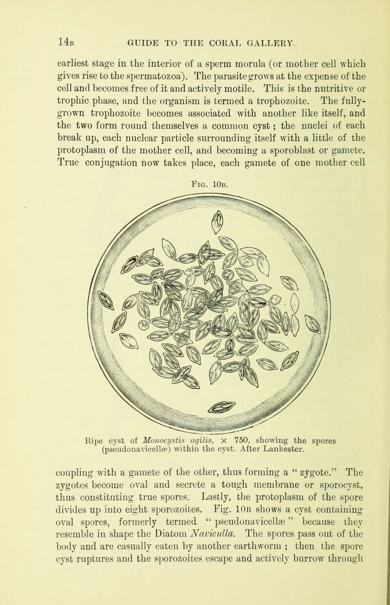 earliest stage in the interior of a sperm morula (or mother cell which gives rise to the spermatozoa). The parasite grows at the expense of the cell and becomes free of it and actively motile. This is the nutritive or trophic phase, and the organism is termed a trophozoite. The fully- grown trophozoite becomes associated with another like itself, and the two form round themselves a common cyst; the nuclei of each break up, each nuclear particle surrounding itself with a little of the protoplasm of the mother cell, and becoming a sporoblast or gamete. True conjugation now takes place, each gamete of one mother cell Fig. 10b. coupling with a gamete of the other, thus forming a “ zygote.” The zygotes become oval and secrete a tough membrane or sporocyst, thus constituting true spores. Lastly, the protoplasm of the spore divides up into eight sporozoites. Fig. 10b shows a cyst containing oval spores, formerly termed- “ pseudonavicellae ” because they resemble in shape the Diatom Naviculla. The spores pass out of the body and are casually eaten by another earthworm ; then the spore cyst ruptures and the sporozoites escape and actively burrow through Ripe cyst of Monocystis agilis, x 750, showing the spores (pseudonavicellae) within the cyst. After Lankester.