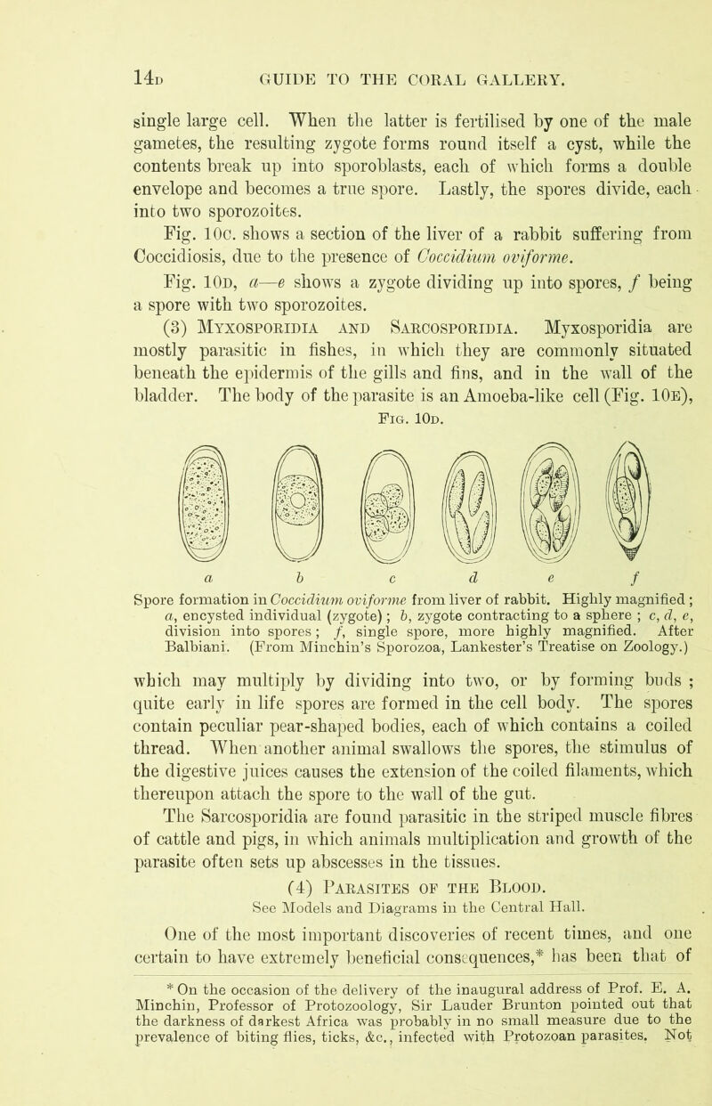 single large cell. When the latter is fertilised by one of the male gametes, the resulting zygote forms round itself a cyst, while the contents break up into sporoblasts, each of which forms a double envelope and becomes a true spore. Lastly, the spores divide, each into two sporozoites. Fig. 10c. shows a section of the liver of a rabbit suffering from Coccidiosis, due to the presence of Goccidium oviforme. Fig. 10d, a—e shows a zygote dividing up into spores, / being a spore with two sporozoites. (3) Myxosporidia and Sarcosporidia. Myxosporidia are mostly parasitic in fishes, in which they are commonly situated beneath the epidermis of the gills and fins, and in the wall of the bladder. The body of the parasite is an Amoeba-like cell (Fig. 10e), Fig. 10d. a b c d e f Spore formation in Goccidium oviforme from liver of rabbit. Highly magnified ; a, encysted individual (zygote); b, zygote contracting to a sphere ; c, d, e, division into spores; /, single spore, more highly magnified. After Balbiani. (From Minchin’s Sporozoa, Lankester’s Treatise on Zoology.) which may multiply by dividing into two, or by forming buds ; quite early in life spores are formed in the cell body. The spores contain peculiar pear-shaped bodies, each of which contains a coiled thread. When another animal swallows the spores, the stimulus of the digestive juices causes the extension of the coiled filaments, which thereupon attach the spore to the wall of the gut. The Sarcosporidia are found parasitic in the striped muscle fibres of cattle and pigs, in which animals multiplication and growth of the parasite often sets up abscesses in the tissues. (4) Parasites of the Blood. See Models and Diagrams in the Central Hall. One of the most important discoveries of recent times, and one certain to have extremely beneficial consequences,* has been that of * On the occasion of the delivery of the inaugural address of Prof. E. A. Minchin, Professor of Protozoology, Sir Lauder Brunton pointed out that the darkness of darkest Africa was probably in no small measure due to the prevalence of biting flies, ticks, &c., infected with Protozoan parasites. Not