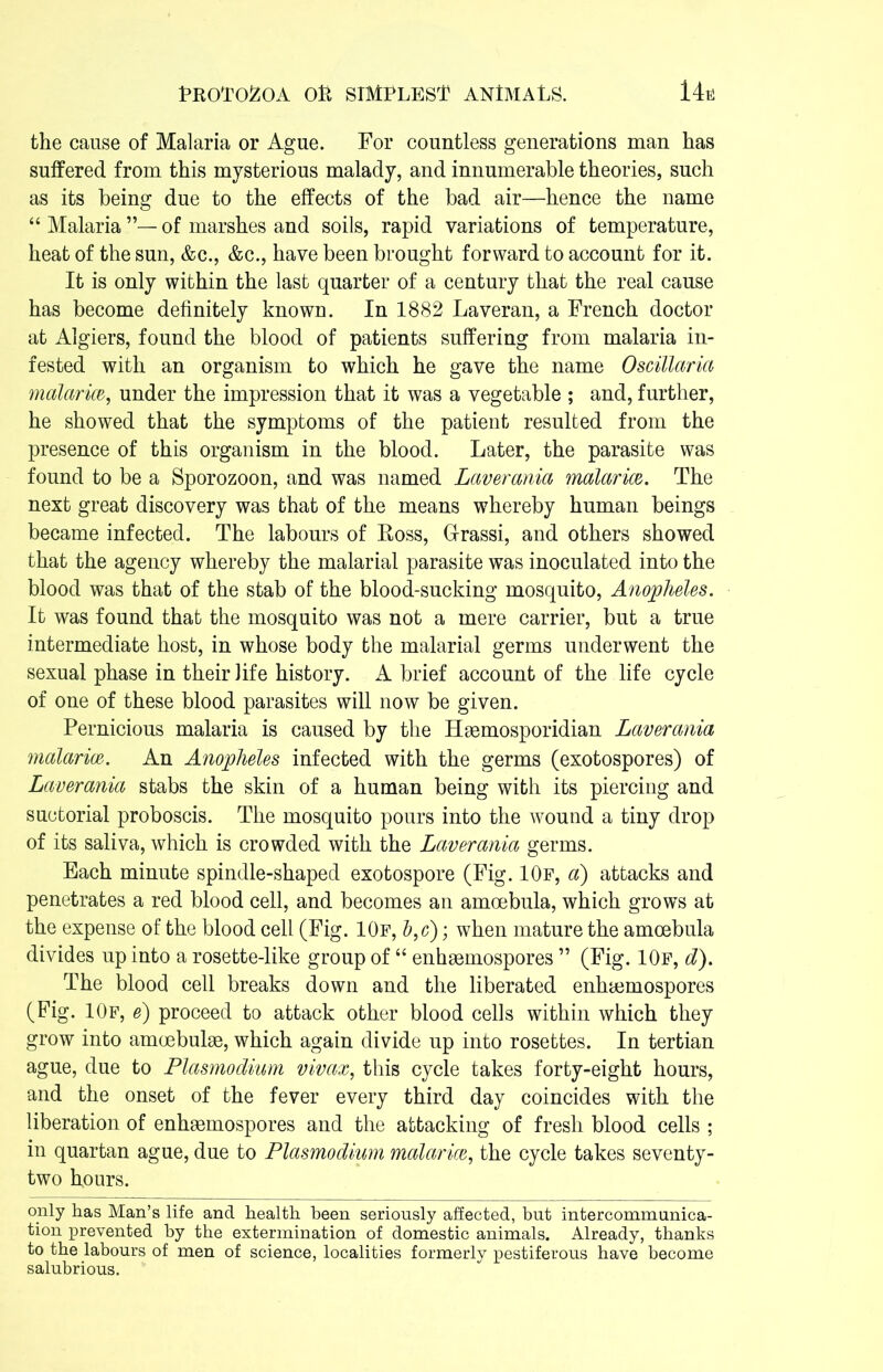 the cause of Malaria or Ague. For countless generations man has suffered from this mysterious malady, and innumerable theories, such as its being due to the effects of the bad air—hence the name “ Malaria of marshes and soils, rapid variations of temperature, heat of the sun, &c., &c., have been brought forward to account for it. It is only within the last quarter of a century that the real cause has become definitely known. In 1882 Laveran, a French doctor at Algiers, found the blood of patients suffering from malaria in- fested with an organism to which he gave the name Oscillaria malaria, under the impression that it was a vegetable ; and, further, he showed that the symptoms of the patient resulted from the presence of this organism in the blood. Later, the parasite was found to be a Sporozoon, and was named Laverania malaria. The next great discovery was that of the means whereby human beings became infected. The labours of Ross, Grassi, and others showed that the agency whereby the malarial parasite was inoculated into the blood was that of the stab of the blood-sucking mosquito, Anopheles. It was found that the mosquito was not a mere carrier, but a true intermediate host, in whose body the malarial germs underwent the sexual phase in their life history. A brief account of the life cycle of one of these blood parasites will now be given. Pernicious malaria is caused by the Hgemosporidian Laverania malaria. An Anopheles infected with the germs (exotospores) of Laverania stabs the skin of a human being with its piercing and suctorial proboscis. The mosquito pours into the wound a tiny drop of its saliva, which is crowded with the Laverania germs. Each minute spindle-shaped exotospore (Fig. 10f, a) attacks and penetrates a red blood cell, and becomes an amoebula, which grows at the expense of the blood cell (Fig. 10f, l,c); when mature the amoebula divides up into a rosette-like group of “ enhsemospores ” (Fig. 10f, d). The blood cell breaks down and the liberated entnjemospores (Fig. 10f, e) proceed to attack other blood cells within which they grow into amoebulae, which again divide up into rosettes. In tertian ague, due to Plasmodium vivax, this cycle takes forty-eight hours, and the onset of the fever every third day coincides with the liberation of enhasmospores and the attacking of fresh blood cells ; in quartan ague, due to Plasmodium malaria, the cycle takes seventy- two hours. only has Man’s life and health been seriously affected, but intercommunica- tion prevented by the extermination of domestic animals. Already, thanks to the labours of men of science, localities formerly pestiferous have become salubrious.