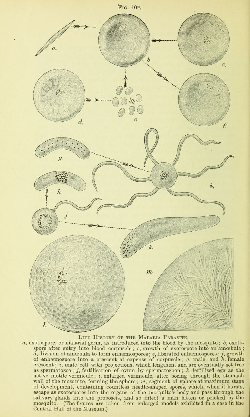 Life History of the Malaria Parasite. a, exotospore, or malarial germ, as introduced into the blood by the mosquito ; b, exoto- spore after entry into blood corpuscle ; c, growth of exotospore into an amcebula ; d, division of amcebula to form enbsemospores ; e, liberated enhaemospores ; /, growth of enbsemospore into a crescent at expense of corpuscle; g, male, and h, female crescent; i, male cell with projections, which lengthen, and are eventually set free as spermatozoa; j, fertilisation of ovum by spermatozoon; k, fertilised egg as the active motile vermicule; l, enlarged vermicule, after boring through the stomach wall of the mosquito, forming the sphere; m, segment of sphere at maximum stage of development, containing countless needle-shaped spores, which, when it bursts, escape as exotospores into the organs of the mosquito’s body and pass through the salivary glands into the proboscis, and so infect a man bitten or pricked by the mosquito. (The figures are taken from enlarged models exhibited in a case in the Central Hall of the Museum.) Fig. iOF.