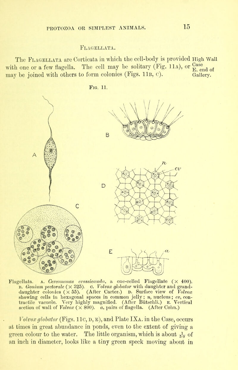 Flagellata. The Flagellata are Corticata in which the cell-body is provided High Wall with one or a few flagella. The cell may be solitary (Fig. 11a), or ^,as®nd of may be joined with others to form colonies (Figs. 11b, c). Gallery. Fig. 11. Flagellata. a. Cercomonas crcissicauda, a one-celled Flagellate (x 400). b. Gonium pectorale (X 325). c. Volvox globator with daughter and grand- daughter colonies (x 55). (After Carter.) d. Surface view of Volvox showing cells in hexagonal spaces in common jelly; n, nucleus; cv, con- tractile vacuole. Very highly magnified. (After Butschli.) e. Vertical section of wall of Volvox ( x 800). a, pairs of flagella. (After Cohn.) Volvoxglolator (Figs. 11c, d, e), and Plate IXa. in the Case, occurs at times in great abundance in ponds, even to the extent of giving a green colour to the water. The little organism, which is about of an inch in diameter, looks like a tiny green speck moving about in