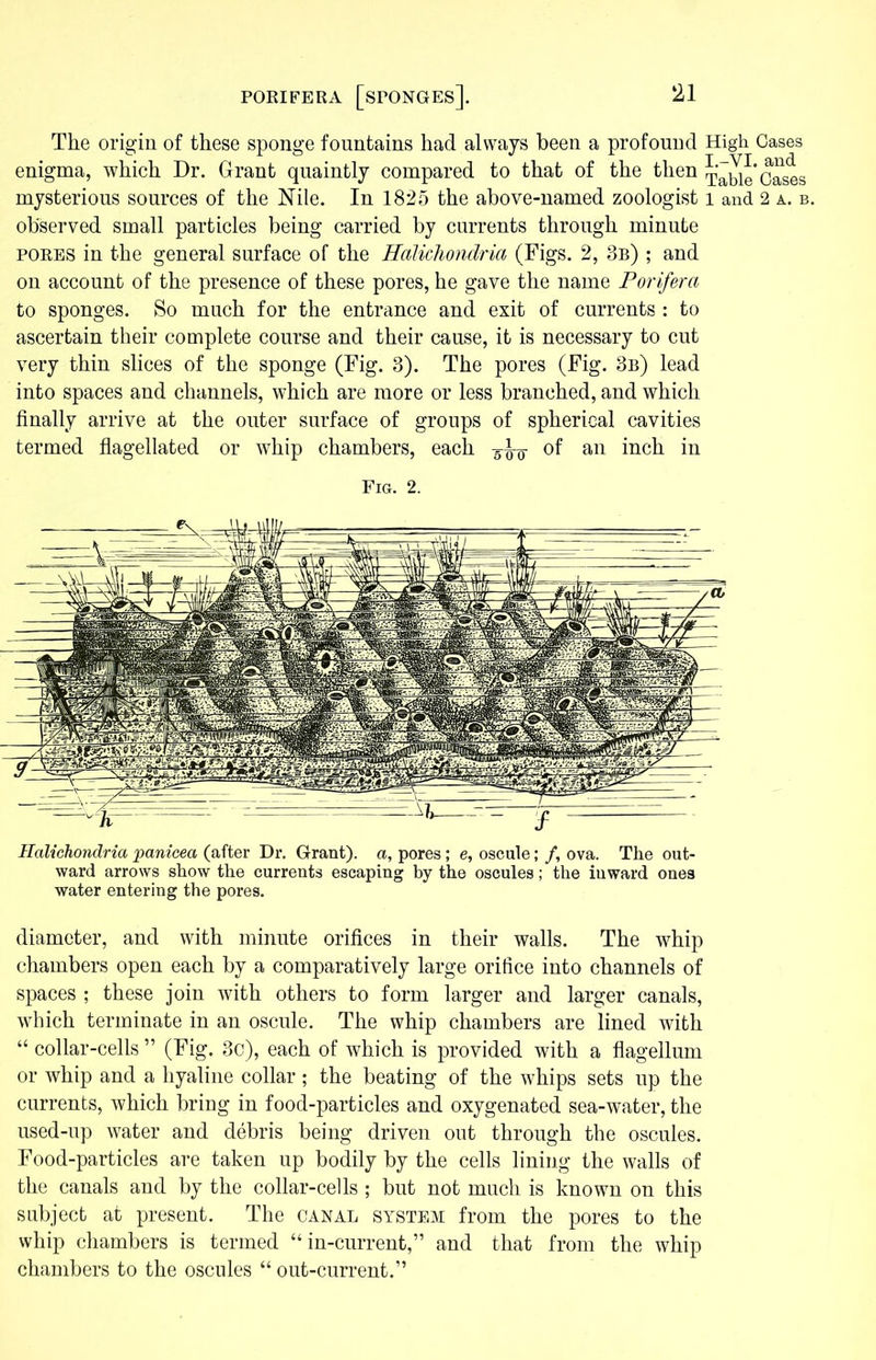 The origin of these sponge fountains had always been a profound High Cases enigma, which Dr. Grant quaintly compared to that of the then Table Cases mysterious sources of the Nile. In 1825 the above-named zoologist 1 and 2 a. b. observed small particles being carried by currents through minute pores in the general surface of the Halichondria (Figs. 2, 3b) ; and on account of the presence of these pores, he gave the name Porifera to sponges. So much for the entrance and exit of currents : to ascertain their complete course and their cause, it is necessary to cut very thin slices of the sponge (Fig. 3). The pores (Fig. 3b) lead into spaces and channels, which are more or less branched, and which finally arrive at the outer surface of groups of spherical cavities termed flagellated or whip chambers, each of an inch in Fig. 2. Halichondria panicea (after Dr. Grant), a, pores; e, oscule; /, ova. The out- ward arrows show the currents escaping by the oscules; the iuward ones water entering the pores. diameter, and with minute orifices in their walls. The whip chambers open each by a comparatively large orifice into channels of spaces ; these join with others to form larger and larger canals, which terminate in an oscule. The whip chambers are lined with “ collar-cells ” (Fig. 3c), each of which is provided with a flagellum or whip and a hyaline collar; the beating of the whips sets up the currents, which bring in food-particles and oxygenated sea-water, the used-up water and debris being driven out through the oscules. Food-particles are taken up bodily by the cells lining the walls of the canals and by the collar-cells ; but not much is known on this subject at present. The canal system from the pores to the whip chambers is termed “ in-current,” and that from the whip chambers to the oscules “ out-current.”