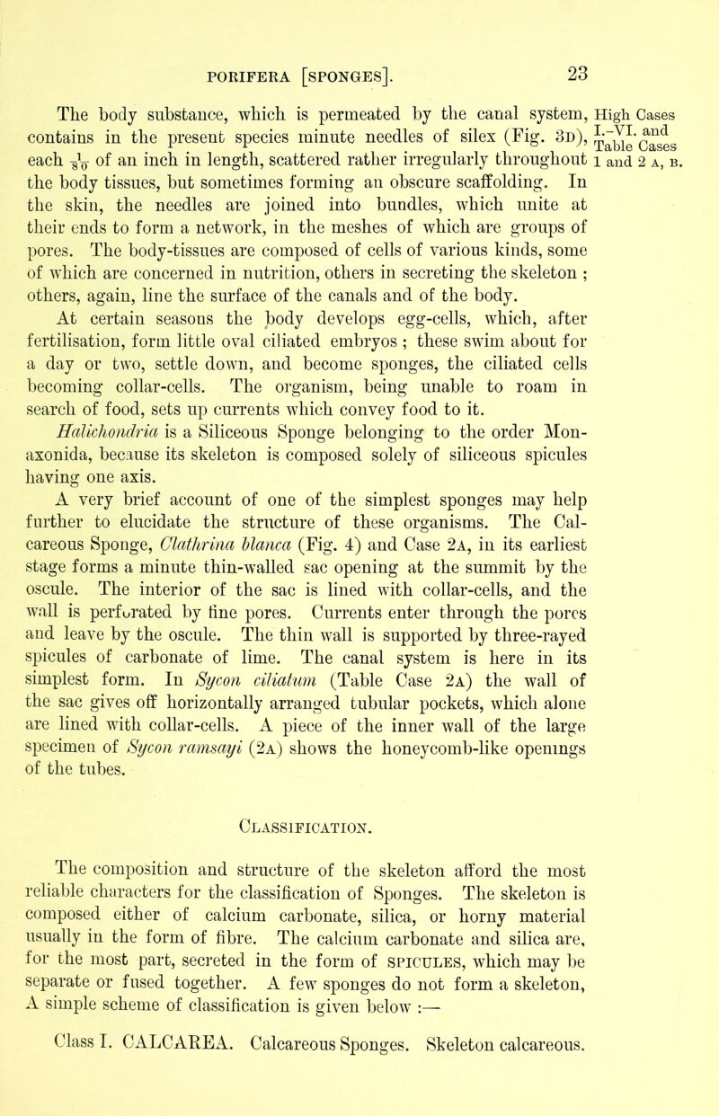 The body substance, which is permeated by the canal system, contains in the present species minute needles of silex (Fig. 3d), each -gV of an inch in length, scattered rather irregularly throughout the body tissues, but sometimes forming an obscure scaffolding. In the skin, the needles are joined into bundles, which unite at their ends to form a network, in the meshes of which are groups of pores. The body-tissues are composed of cells of various kinds, some Of which are concerned in nutrition, others in secreting the skeleton ; others, again, line the surface of the canals and of the body. At certain seasons the body develops egg-cells, which, after fertilisation, form little oval ciliated embryos ; these swim about for a day or two, settle down, and become sponges, the ciliated cells becoming collar-cells. The organism, being unable to roam in search of food, sets up currents which convey food to it. Halichondria is a Siliceous Sponge belonging to the order Mon- axonida, because its skeleton is composed solely of siliceous spicules having one axis. A very brief account of one of the simplest sponges may help further to elucidate the structure of these organisms. The Cal- careous Sponge, Glathrina Uanca (Fig. 4) and Case 2a, in its earliest stage forms a minute thin-walled sac opening at the summit by the oscule. The interior of the sac is lined with collar-cells, and the wall is perforated by tine pores. Currents enter through the pores and leave by the oscule. The thin wall is supported by three-rayed spicules of carbonate of lime. The canal system is here in its simplest form. In Sycon ciliatum (Table Case 2a) the wall of the sac gives off horizontally arranged tubular pockets, which alone are lined with collar-cells. A piece of the inner wall of the large specimen of Sycon ramsayi (2a) shows the honeycomb-like openings of the tubes. Classification. The composition and structure of the skeleton afford the most reliable characters for the classification of Sponges. The skeleton is composed either of calcium carbonate, silica, or horny material usually in the form of fibre. The calcium carbonate and silica are, for the most part, secreted in the form of spicules, which may be separate or fused together. A few sponges do not form a skeleton, A simple scheme of classification is given below :— Class I. CALC ARE A. Calcareous Sponges. Skeleton calcareous. High Cases I.-VI. and Table Cases 1 and 2 a, b.