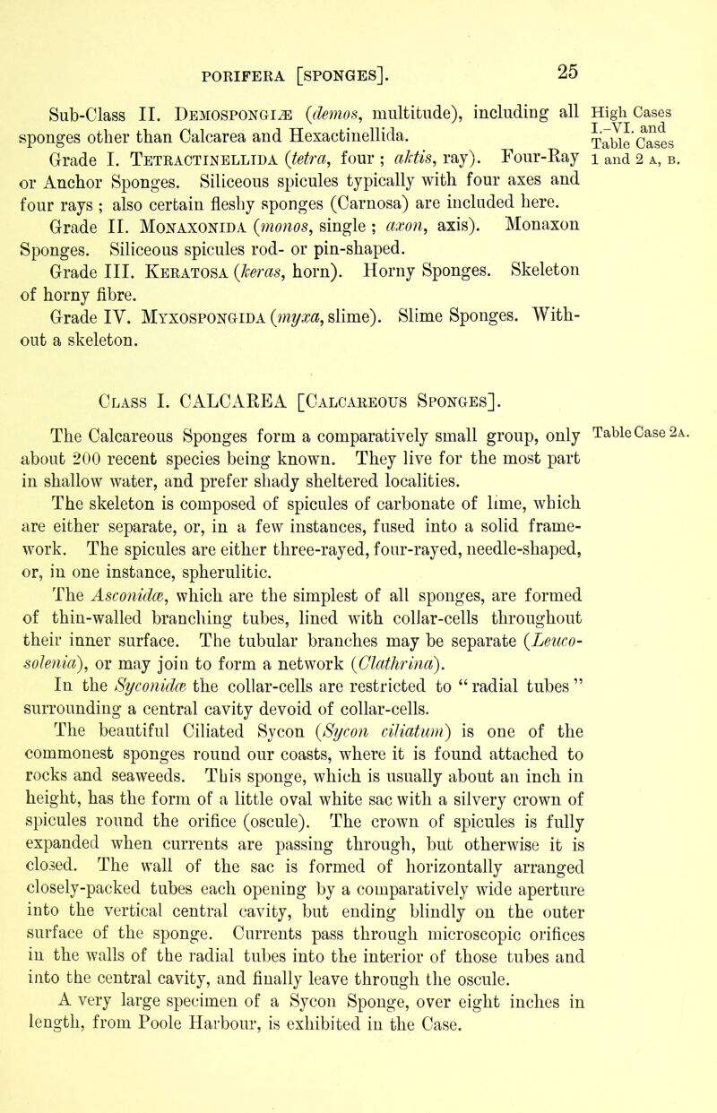 Sub-Class II. Demospongi^ {demos, multitude), including all sponges other than Calcarea and Hexactinellida. Grade I. Tetractinellida (tetra, four ; aktis, ray). Four-Ray or Anchor Sponges. Siliceous spicules typically with four axes and four rays ; also certain fleshy sponges (Carnosa) are included here. Grade II. Monaxonida {monos, single ; axon, axis). Monaxon Sponges. Siliceous spicules rod- or pin-shaped. Grade III. Keratosa {Jeeras, horn). Horny Sponges. Skeleton of horny fibre. Grade IV. Myxospongida {myxa, slime). Slime Sponges. With- out a skeleton. Class I. CALCAREA [Calcareous Sponges]. The Calcareous Sponges form a comparatively small group, only about 200 recent species being known. They live for the most part in shallow water, and prefer shady sheltered localities. The skeleton is composed of spicules of carbonate of lime, which are either separate, or, in a few instances, fused into a solid frame- work. The spicules are either three-rayed, four-rayed, needle-shaped, or, in one instance, spherulitic. The Asconidce, which are the simplest of all sponges, are formed of thin-walled branching tubes, lined with collar-cells throughout their inner surface. The tubular branches may be separate {Leuco- solenia), or may join to form a network {Glathrina). In the Syconidce the collar-cells are restricted to “ radial tubes ” surrounding a central cavity devoid of collar-cells. The beautiful Ciliated Sycon {Sycon ciliatum) is one of the commonest sponges round our coasts, where it is found attached to rocks and seaweeds. This sponge, which is usually about an inch in height, has the form of a little oval white sac with a silvery crown of spicules round the orifice (oscule). The crown of spicules is fully expanded when currents are passing through, but otherwise it is closed. The wall of the sac is formed of horizontally arranged closely-packed tubes each opening by a comparatively wide aperture into the vertical central cavity, but ending blindly on the outer surface of the sponge. Currents pass through microscopic orifices in the walls of the radial tubes into the interior of those tubes and into the central cavity, and finally leave through the oscule. A very large specimen of a Sycon Sponge, over eight inches in length, from Poole Harbour, is exhibited in the Case. High Cases I.-VI. and Table Cases 1 and 2 a, b, Table Case 2a.