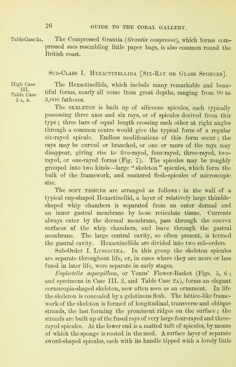 Table Case 2a. High Case III. Table Case 2 A, B. The Compressed Grantia (Grantia compressa), which forms com- pressed sacs resembling little paper bags, is also common round the British coast. Sub-Class I. Hexactinellida [Six-Ray or Glass Sponges]. The Hexactinellida, which include many remarkable and beau- tiful forms, nearly all come from great depths, ranging from 90 to 3,000 fathoms. The skeleton is built up of siliceous spicules, each typically possessing three axes and six rays, or of spicules derived from this type ; three bars of equal length crossing each other at right angles through a common centre would give the typical form of a regular six-rayed spicule. Endless modifications of this form occur; the rays may be curved or branched, or one or more of the rays may disappear, giving rise to five-rayed, four-rayed, three-rayed, two- rayed, or one-rayed forms (Fig. 7). The spicules may be roughly grouped into two kinds—large “ skeleton ” spicules, which form the bulk of the framework, and scattered flesh-spicules of microscopic size. The soft tissues are arranged as follows: in the wall of a typical cup-shaped Hexactinellid, a layer of relatively large thimble - shaped whip chambers is separated from an outer dermal and an inner gastral membrane by loose reticulate tissue. Currents always enter by the dermal membrane, pass through the convex surfaces of the whip chambers, and leave through the gastral membrane. The large central cavity, so often present, is termed the gastral cavity. Hexactinellida are divided into two sub-orders. Sub-Order I. Lyssacina. In this group the skeleton spicules are separate throughout life, or, in cases where they are more or less fused in later life, were separate in early stages. Euplectella aspergillum, or Venus’ Flower-Basket (Figs. 5, 6 ; and specimens in Case III. 2, and Table Case 2a), forms an elegant cornucopia-shaped skeleton, now often seen as an ornament. In life the skeleton is concealed by a gelatinous flesh. The lattice-like frame- work of the skeleton is formed of longitudinal, transverse and oblique strands, the last forming the prominent ridges on the surface ; the strands are built up of the fused rays of very large four-rayed and three- raved spicules. At the lower end is a matted tuft of spicules, by means of which the sponge is rooted in the mud. A surface layer of separate sword-shaped spicules, each with its handle tipped with a lovely little