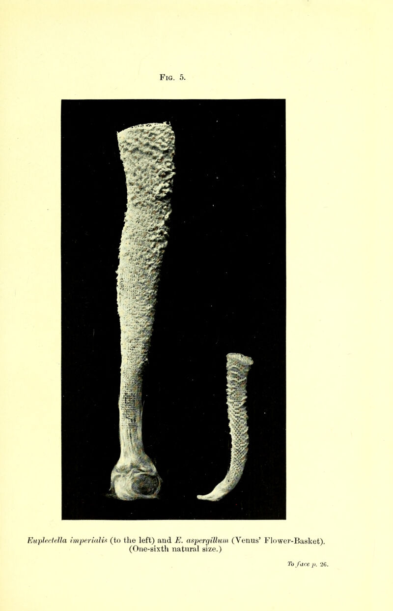 Eupleclella imperialist (to the left) and E. aspergillum (Venus’ Flower-Basket). (One-sixth natural size.)