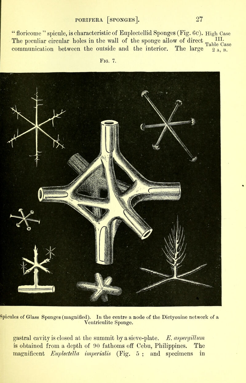 Spicules of Glass Sponges (magnified). In the centre a node of the Dictyonine network of a Yentriculite Sponge. gastral cavity is closed at the summit by a sieve-plate. E. aspergillum is obtained from a depth of 90 fathoms off Cebu, Philippines. The magnificent Euplectella imperialis (Fig. 5 ; and specimens in PORIFERA [SPONGES]. “ floricome ” spicule, is characteristic of Euplectellid Sponges (Fig. 6c). High Case The peculiar circular holes in the wall of the sponge allow of direct ^^case communication between the outside and the interior. The large 2 a, b.