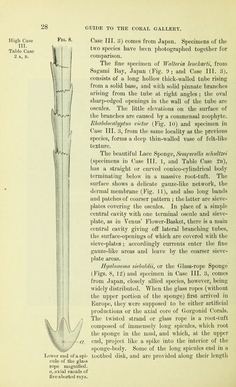 28 High Case Fig. 8. Lower end of a spi- cule of the glass rope magnified. a, axial canals of five aborted rays. Case III. 3) comes from Japan. Specimens of the two species have been photographed together for comparison. The fine specimen of Walteria leuclcarti, from Sagami Bay, Japan (Fig. 9 ; and Case III. 3), consists of a long hollow thick-walled tube rising from a solid base, and with solid pinnate branches arising from the tube at right angles ; the oval sharp-edged openings in the wall of the tube are oscules. The little elevations on the surface of the branches are caused by a commensal zoophyte. Rliabdocalyptus victor (Fig. 10) and specimen in Case III. 3, from the same locality as the previous species, forms a deep thin-walled vase of felt-like texture. The beautiful Lace Sponge, Semferellci schultzei (specimens in Case III. 1, and Table Case 2b)', has a straight or curved conico-cylindrical body terminating below in a massive root-tuft. The surface shows a delicate gauze-like network, the dermal membrane (Fig. 11), and also long bands and patches of coarser pattern ; the latter are sieve- plates covering the oscules. In place of a simple central cavity with one terminal oscule and sieve- plate, as in Venus’ Flower-Basket, there is a main central cavity giving off lateral branching tubes, the surface-openings of which are covered with the sieve-plates; accordingly currents enter the fine gauze-like areas and leave by the coarser sieve- plate areas. Hyalonema sieboldii, or the Class-rope Sponge (Figs. 8, 12) and specimen in Case III. 3, comes from Japan, closely allied species, however, being widely distributed. When the glass ropes (without the upper portion of the sponge) first arrived in Europe, they were supposed to be either artificial productions or the axial core of Gorgonid Corals. The twisted strand or glass rope is a root-tuft composed of immensely long spicules, which root the sponge in the mud, and which, at the upper end, project like a spike into the interior of the sponge-body. Some of the long spicules end in a toothed disk, and are provided along their length