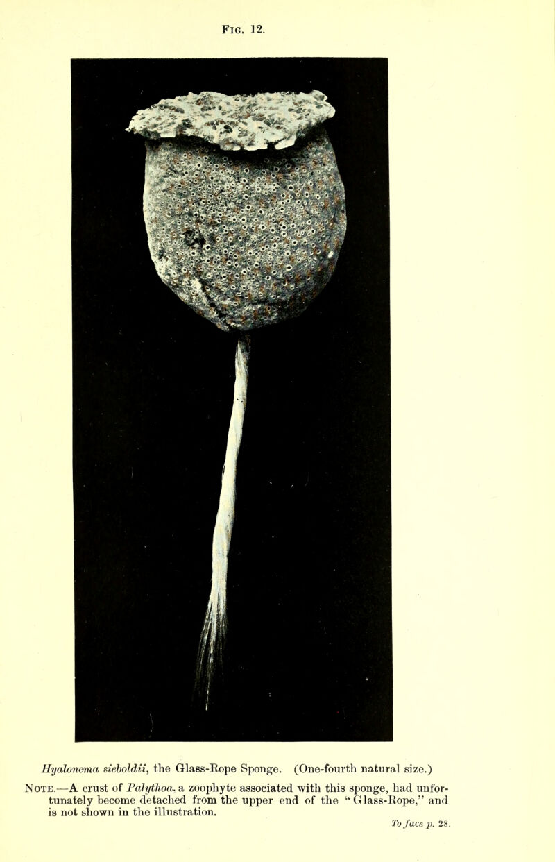 Hyalonema sieboldii, the Glass-Rope Sponge. (One-fourth natural size.) Note.—A crust of Palythoa. a zoophyte associated with this sponge, had unfor- tunately become detached from the upper end of the “ Glass-Rope,” and is not shown in the illustration.