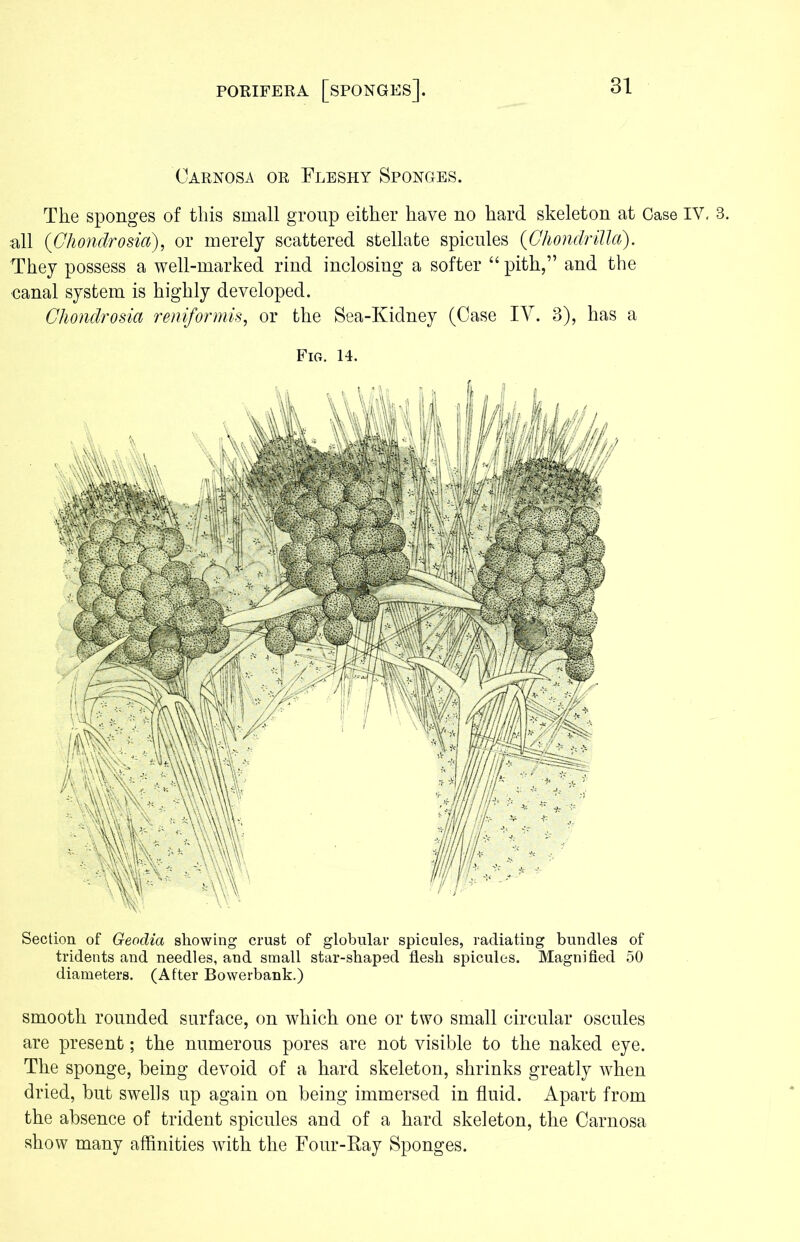 Oarnosa or Fleshy Sponges. The sponges of this small group either have no hard skeleton at Case IY. 3. all (Chondrosia), or merely scattered stellate spicules (Chondrilla). They possess a well-marked rind inclosing a softer “ pith,” and the canal system is highly developed. Chondrosia reniformis, or the Sea-Kidney (Case IV. 3), has a Fig. 14. Section of Geodici showing crust of globular spicules, radiating bundles of tridents and needles, and small star-shaped flesh spicules. Magnified 50 diameters. (After Bowerbank.) smooth rounded surface, on which one or two small circular oscules are present; the numerous pores are not visible to the naked eye. The sponge, being devoid of a hard skeleton, shrinks greatly when dried, but swells up again on being immersed in fluid. Apart from the absence of trident spicules and of a hard skeleton, the Carnosa show many affinities with the Four-Ray Sponges.