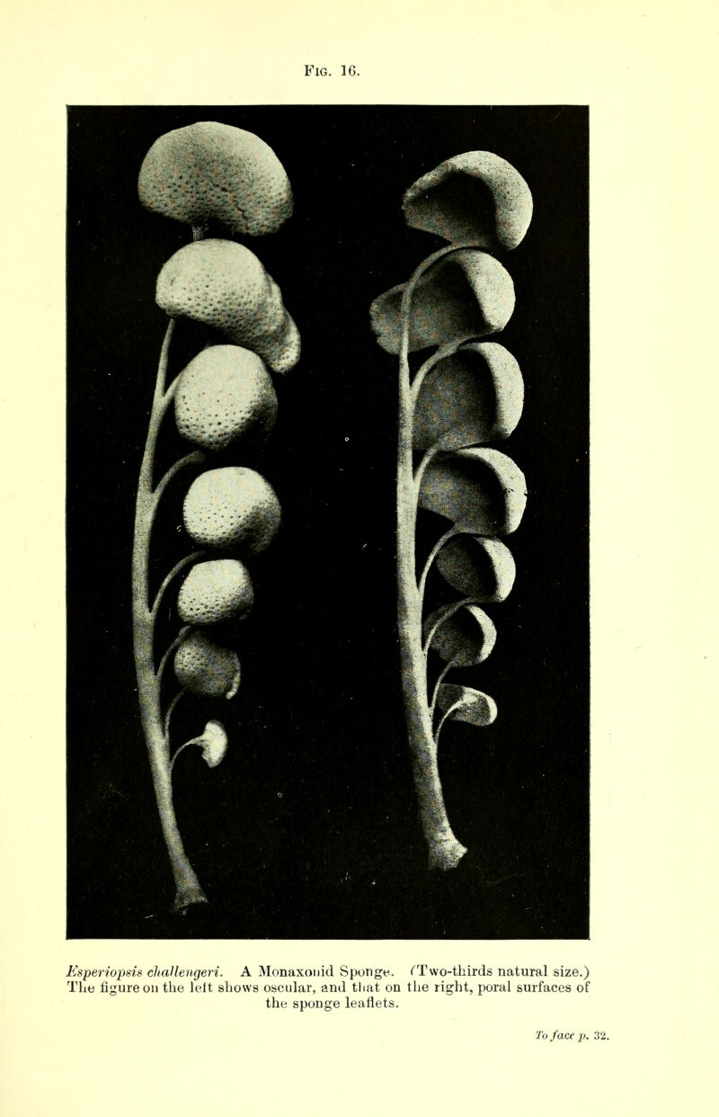 Esperiopsis challengeri. A Monaxonid Sponge. ^Two-thirds natural size.) The figure on the left shows oscular, and that on the right, poral surfaces of the sponge leaflets.