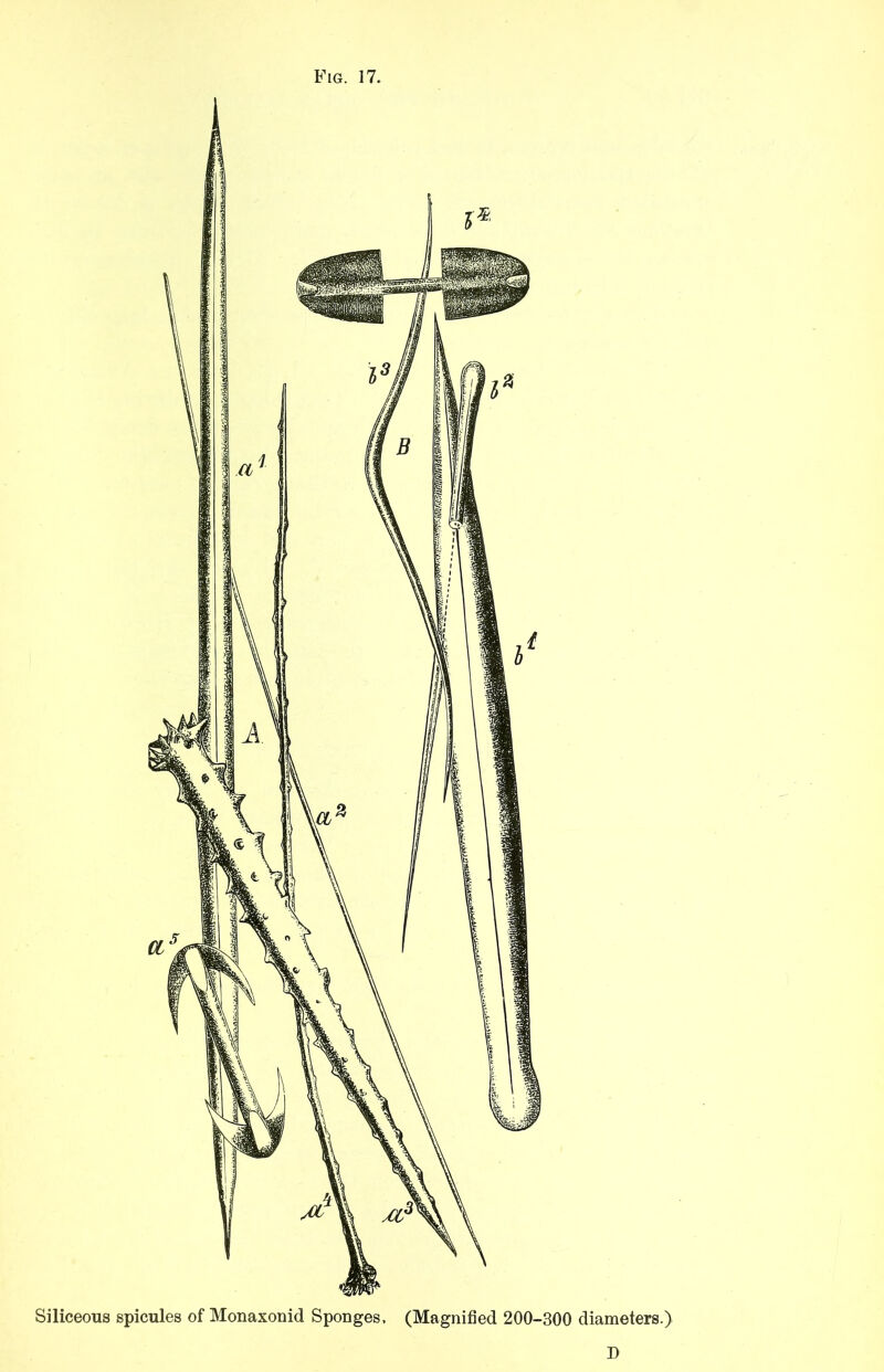Siliceous spicules of Monaxonid Sponges, (Magnified 200-300 diameters.) D