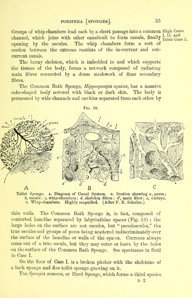 Groups of whip chambers lead each by a short passage into a common High Cases channel, which joins with other canaliculi to form canals, finally ^’able Case 1. opening by the oscules. The whip chambers form a sort of cordon between the extreme rootlets of the in-current and out- current canals. The horny skeleton, which is imbedded in and which supports the tissues of the body, forms a network composed of radiating main fibres connected by a dense mesh work of finer secondary fibres. The Common Bath Sponge, Hippospongia equina, has a massive cake-shaped body covered with black or dark skin. The body is permeated by wide channels and cavities separated from each other by Fig. 18. Toilet Sponge, a. Diagram of Canal System, b. Section showing a, pores; b, canals ; c, whip-chambers; d, skeleton fibres ; d', main fibre ; e, embryo. c. Whip-chambers. Highly magnified. (After F. E. Schulze.) thin walls. The Common Bath Sponge is, in fact, composed of contorted lamellae separated by labyrinthine spaces (Fig. 19) ; the large holes on the surface are not oscules, but “ pseudoscules,” the true oscules and groups of pores being scattered indiscriminately over the surface of the lamellae or walls of the spaces. Currents always come out of a true oscule, but they may enter or leave by the holes on the surface of the Common Bath Sponge. See specimens in fluid in Case I. On the floor of Case I. is a broken pitcher with the skeletons of a bath spouge and fine toilet sponge growing on it. The Spongia zimocca, or Hard Sponge, which forms a third species D 2