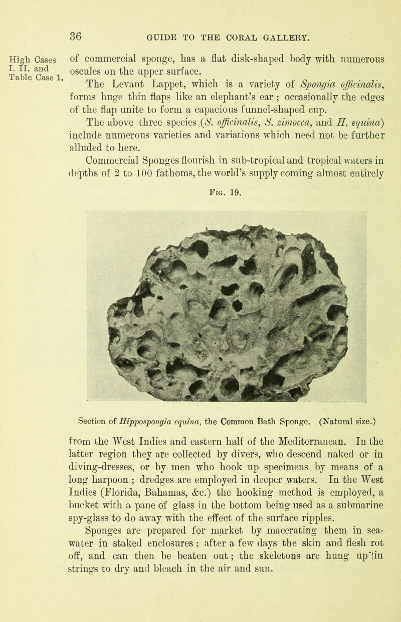 High Cases I. II. and Table Case 1. of commercial sponge, has a flat disk-shaped body with numerous oscules on the upper surface. The Levant Lappet, which is a variety of Spongia officinalis, forms huge thin flaps like an elephant’s ear ; occasionally the edges of the flap unite to form a capacious funnel-shaped cup. The above three species (S. officinalis, S. zimocca, and H. equina) include numerous varieties and variations which need not be further alluded to here. Commercial Sponges flourish in sub-tropical and tropical waters in depths of 2 to 100 fathoms, the world’s supply coming almost entirely Fig. 19. Section of Hippospongia equina, the Common Bath Sponge. (Natural size.) from the West Indies and eastern half of the Mediterranean. In the latter region they are collected by divers, who descend naked or in diving-dresses, or by men who hook up specimens by means of a long harpoon ; dredges are employed in deeper waters. In the West Indies (Florida, Bahamas, &c.) the hooking method is employed, a bucket with a pane of glass in the bottom being used as a submarine spy-glass to do away with the effect of the surface ripples. Sponges are prepared for market by macerating them in sea- water in staked enclosures ; after a few days the skin and flesh rot off, and can then be beaten out; the skeletons are hung up'!in strings to dry and bleach in the air and sun.