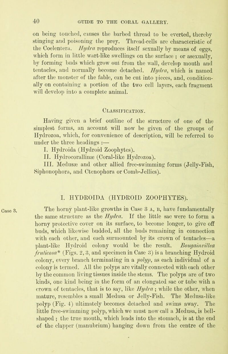 on being touched, causes the barbed thread to be everted, thereby stinging and poisoning the prey. Thread-cells are characteristic of the Coelentera. Hydra reproduces itself sexually by means of eggs, which form in little wart-like swellings on the surface ; or asexually, by forming buds which grow out from the wall, develop mouth and tentacles, and normally become detached. Hydra, which is named after the monster of the fable, can be cut into pieces, and, condition- ally on containing a portion of the two cell layers, each fragment will develop into a complete animal. Classification. Having given a brief outline of the structure of one of the simplest forms, an account will now be given of the groups of Hydrozoa, which, for convenience of description, will be referred to under the three headings :— I. Hydroida (Hydroid Zoophytes). II. Hydrocorallinm (Coral-like Hydrozoa). III. Medusae and other allied free-swimming forms (Jelly-Fish, Siphonophora, and Ctenophora or Comb-Jellies). I. HYDROIDA (HYDROID ZOOPHYTES). The horny plant-like growths in Case 3 A, b, have fundamentally the same structure as the Hydra. If the little sac were to form a horny protective cover on its surface, to become longer, to give off buds, which likewise budded, all the buds remaining in connection with each other, and each surmounted by its crown of tentacles—a plant-like Hydroid colony would be the result. Bougainvillea fruticosa* (Figs. 2,3. and specimen in Case 3) is a branching Hydroid colony, every branch terminating in a polyp, as each individual of a colony is termed. All the polyps are vitally connected with each other by the common living tissues inside the stems. The polyps are of two kinds, one kind being in the form of an elongated sac or tube with a crown of tentacles, that is to say, like Hydra; while the other, when mature, resembles a small Medusa or Jelly-Fish. The Medusa-like polyp (Fig. 4) ultimately becomes detached and swims away. The little free-swimming polyp, which we must now call a Medusa, is bell- shaped ; the true mouth, which leads into the stomach, is at the end of the clapper (manubrium) hanging down from the centre of the