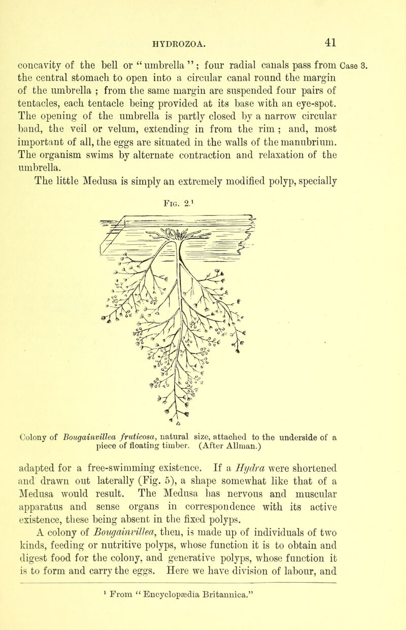 concavity of the bell or “umbrella ” ; four radial canals pass from Case the central stomach to open into a circular canal round the margin of the umbrella ; from the same margin are suspended four pairs of tentacles, each tentacle being provided at its base with an eye-spot. The opening of the umbrella is partly closed by a narrow circular band, the veil or velum, extending in from the rim ; and, most important of all, the eggs are situated in the walls of the manubrium. The organism swims by alternate contraction and relaxation of the umbrella. The little Medusa is simply an extremely modified polyp, specially Fig. 2.1 Colony of Bougainvillea fruticosa, natural size, attached to the underside of a piece of floating timber. (After Allman.) adapted for a free-swimming existence. If a Hydra were shortened and drawn out laterally (Fig. 5), a shape somewhat like that of a Medusa would result. The Medusa has nervous and muscular apparatus and sense organs in correspondence with its active existence, these being absent in the fixed polyps. A colony of Bougainvillea, then, is made up of individuals of two kinds, feeding or nutritive polyps, whose function it is to obtain and digest food for the colony, and generative polyps, whose function it is to form and carry the eggs. Here we have division of labour, and