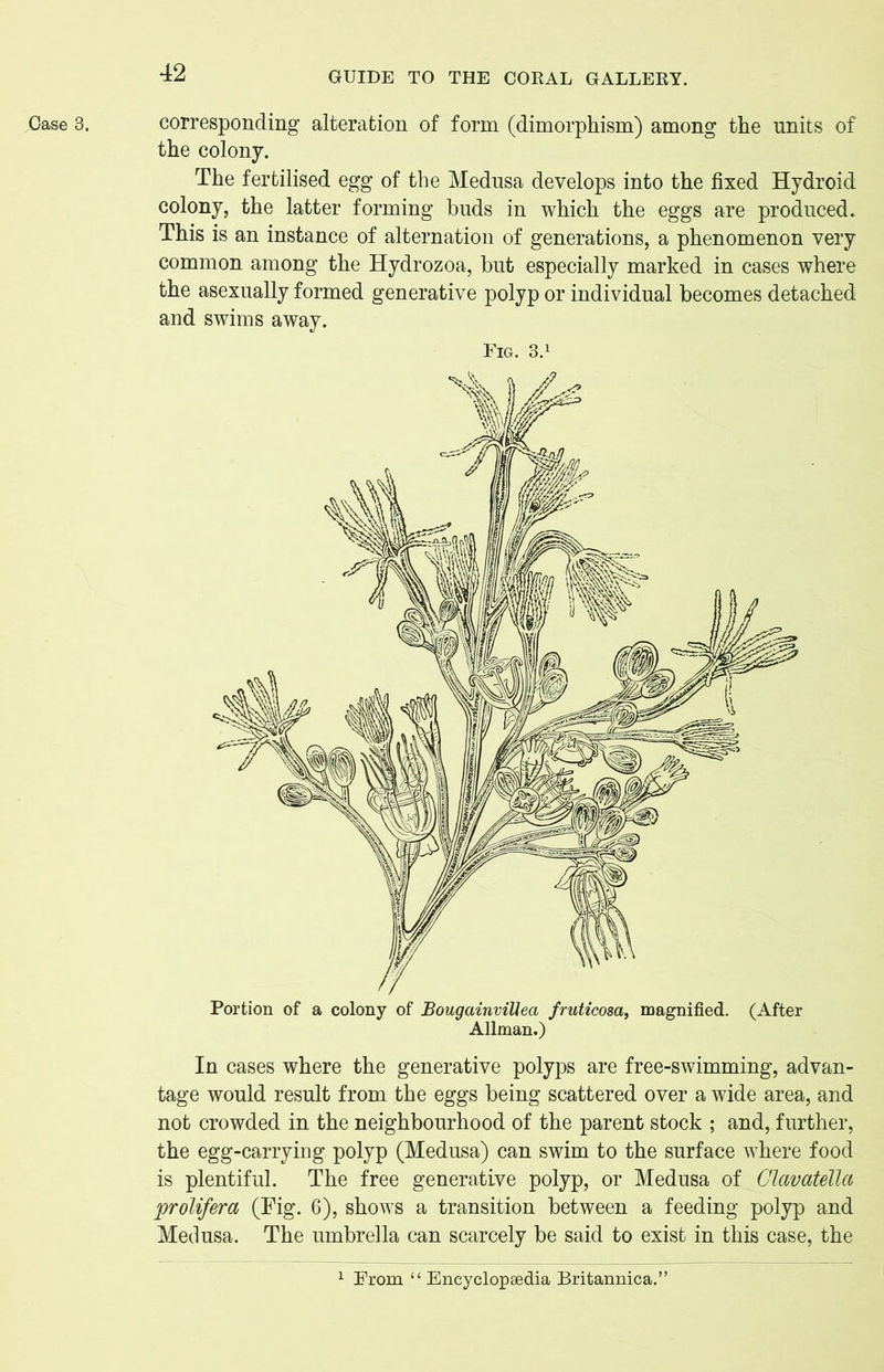 the colony. The fertilised egg of the Medusa develops into the fixed Hydroid colony, the latter forming buds in which the eggs are produced. This is an instance of alternation of generations, a phenomenon very common among the Hydrozoa, but especially marked in cases where the asexually formed generative polyp or individual becomes detached and swims away. Fig. 3.1 Portion of a colony of Bougainvillea fruticosa, magnified. (After Allman.) In cases where the generative polyps are free-swimming, advan- tage would result from the eggs being scattered over a wide area, and not crowded in the neighbourhood of the parent stock ; and, further, the egg-carrying polyp (Medusa) can swim to the surface where food is plentiful. The free generative polyp, or Medusa of Glavatella prolifera (Fig. 6), shows a transition between a feeding polyp and Medusa. The umbrella can scarcely be said to exist in this case, the